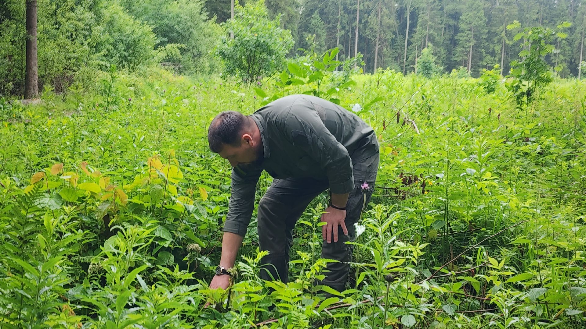 Экология, Здоровый лес, Санитарная рубка, Восстановление леса,