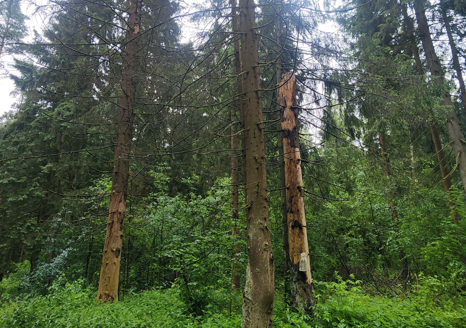 Экология, Здоровый лес, Санитарная рубка, Восстановление леса,