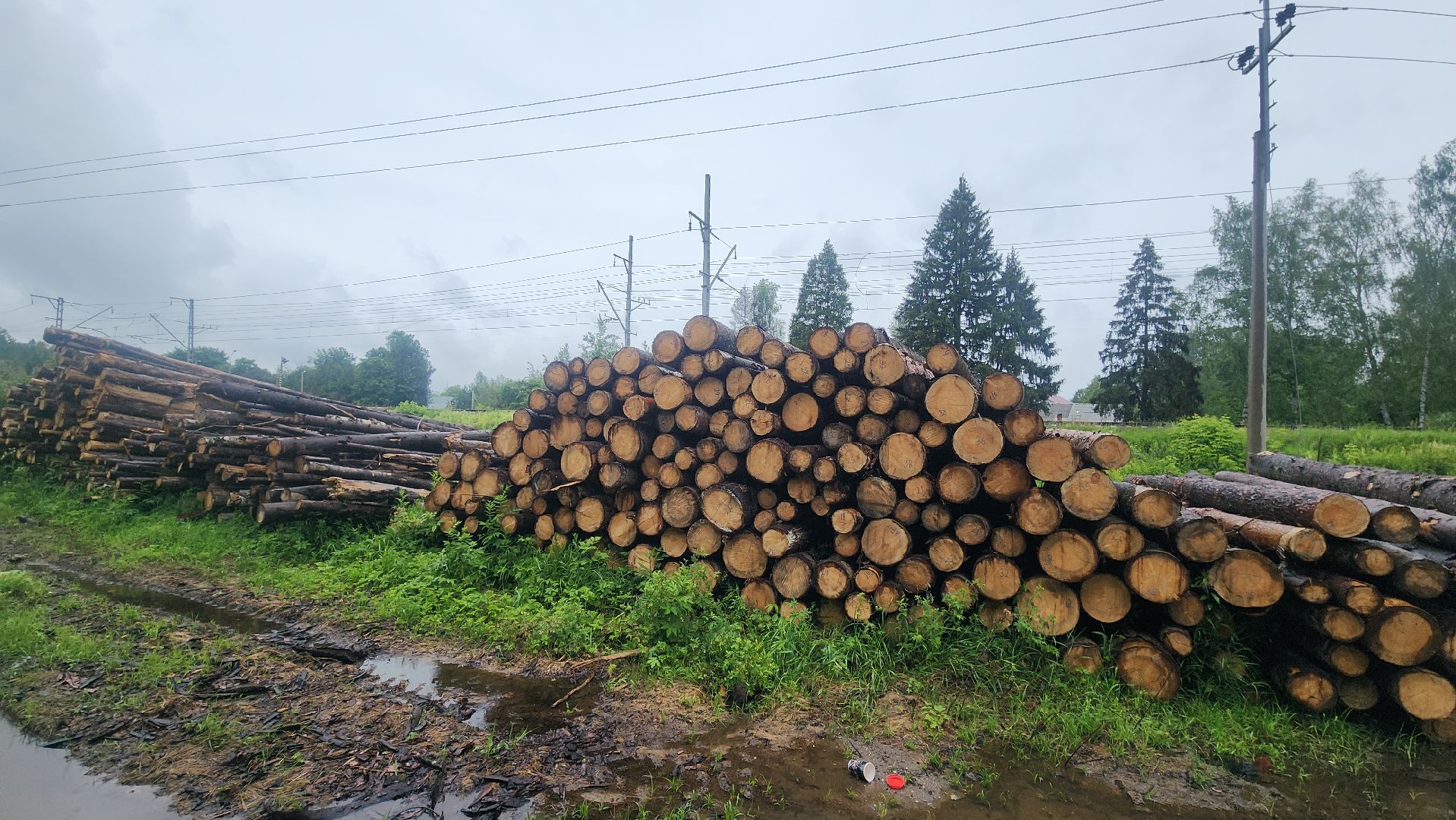 Экология, Здоровый лес, Санитарная рубка, Восстановление леса,