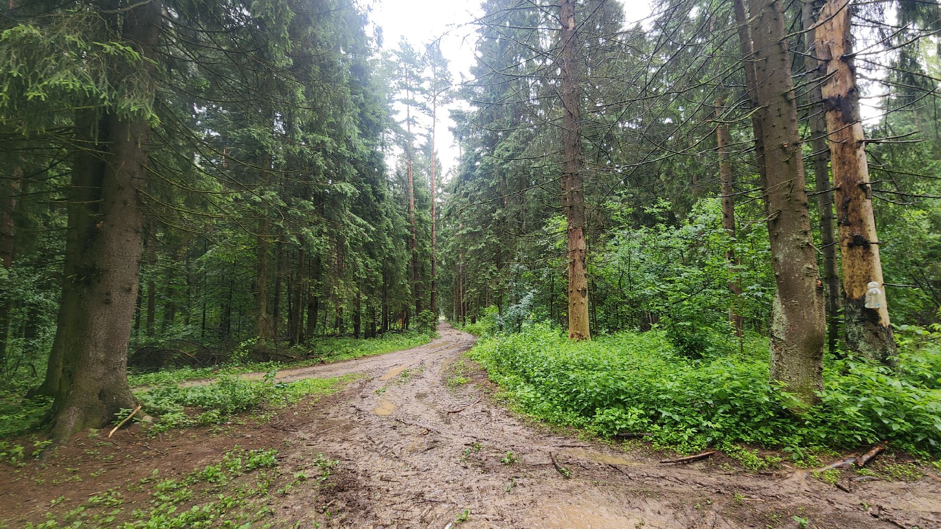 Экология , Места отдыха ,Звенигородское лесничество ,