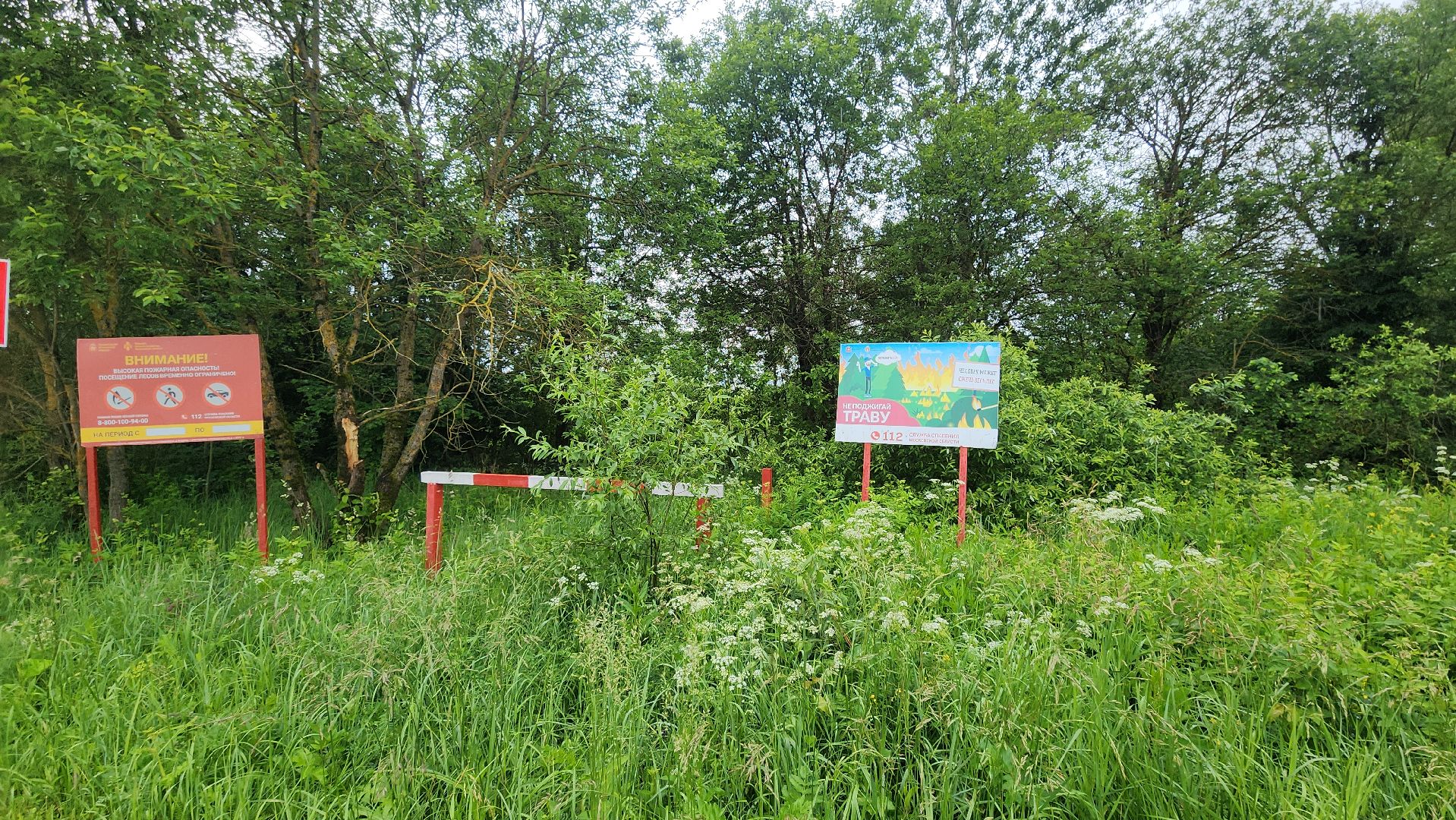 Экология , Места отдыха ,Звенигородское лесничество ,