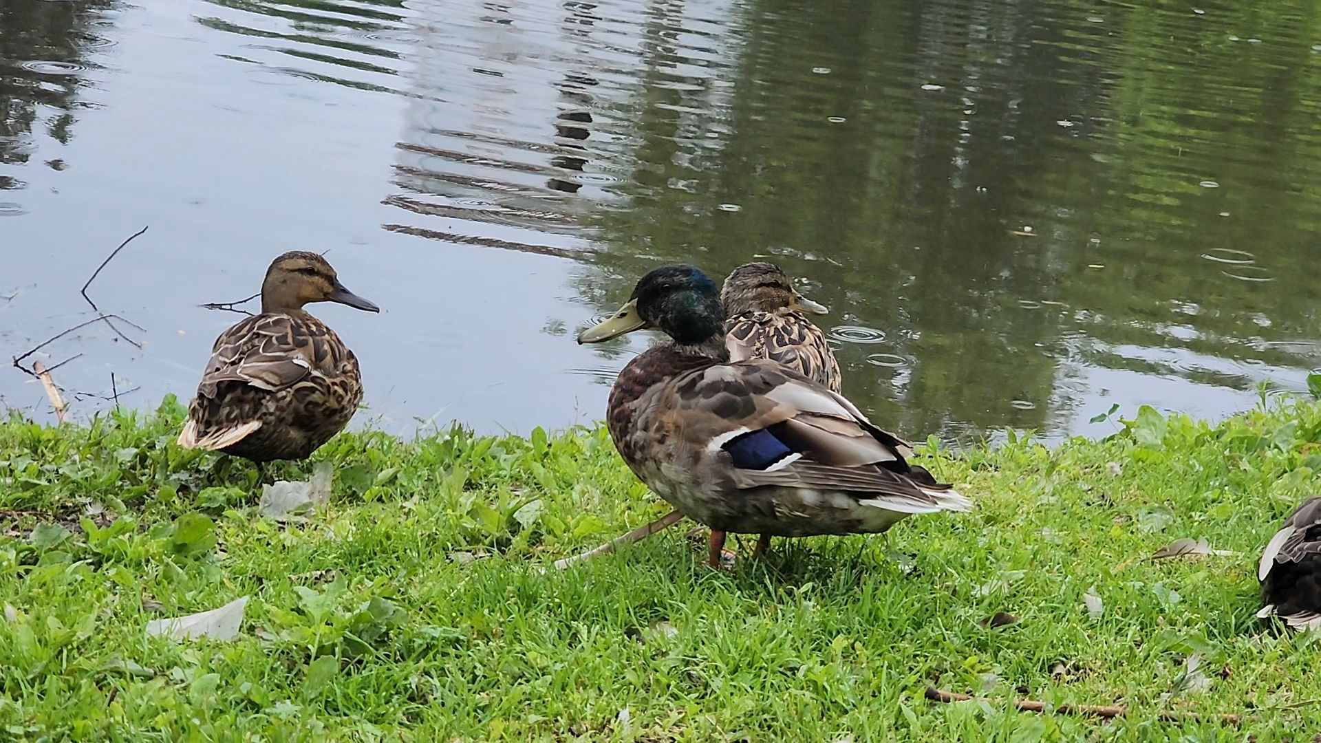 Егорьевск, Подмосковье, Московская область,