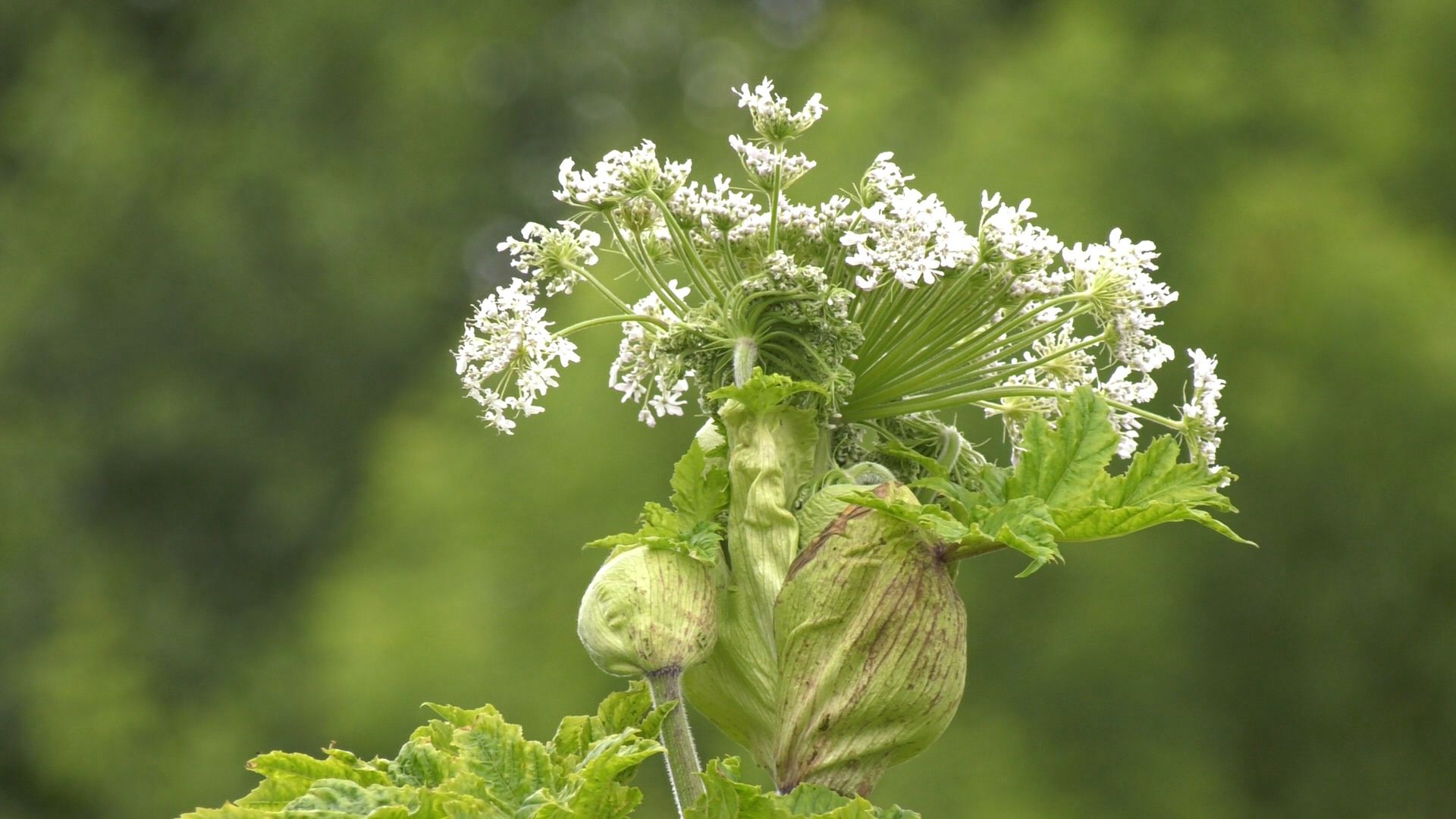 Егорьевск, Подмосковье, Московская область,