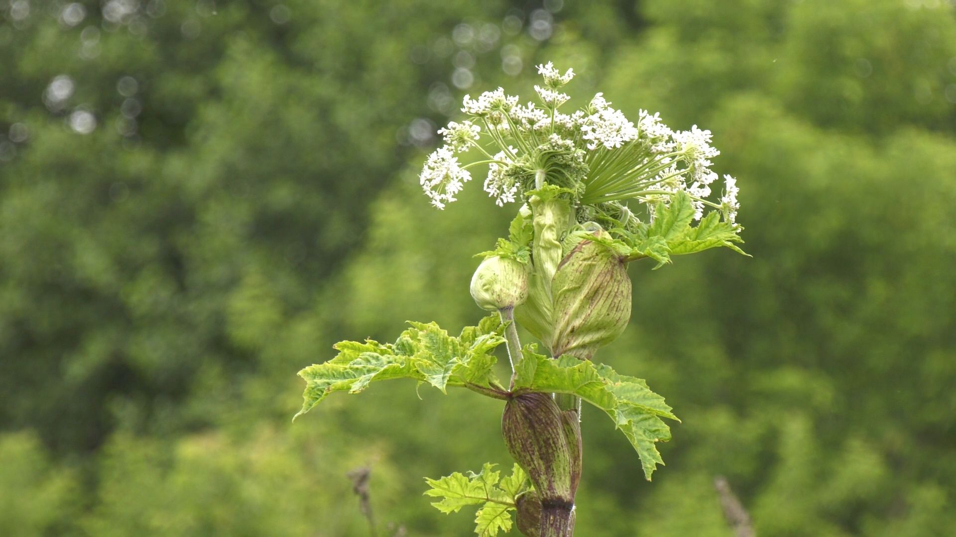 Егорьевск, Подмосковье, Московская область,