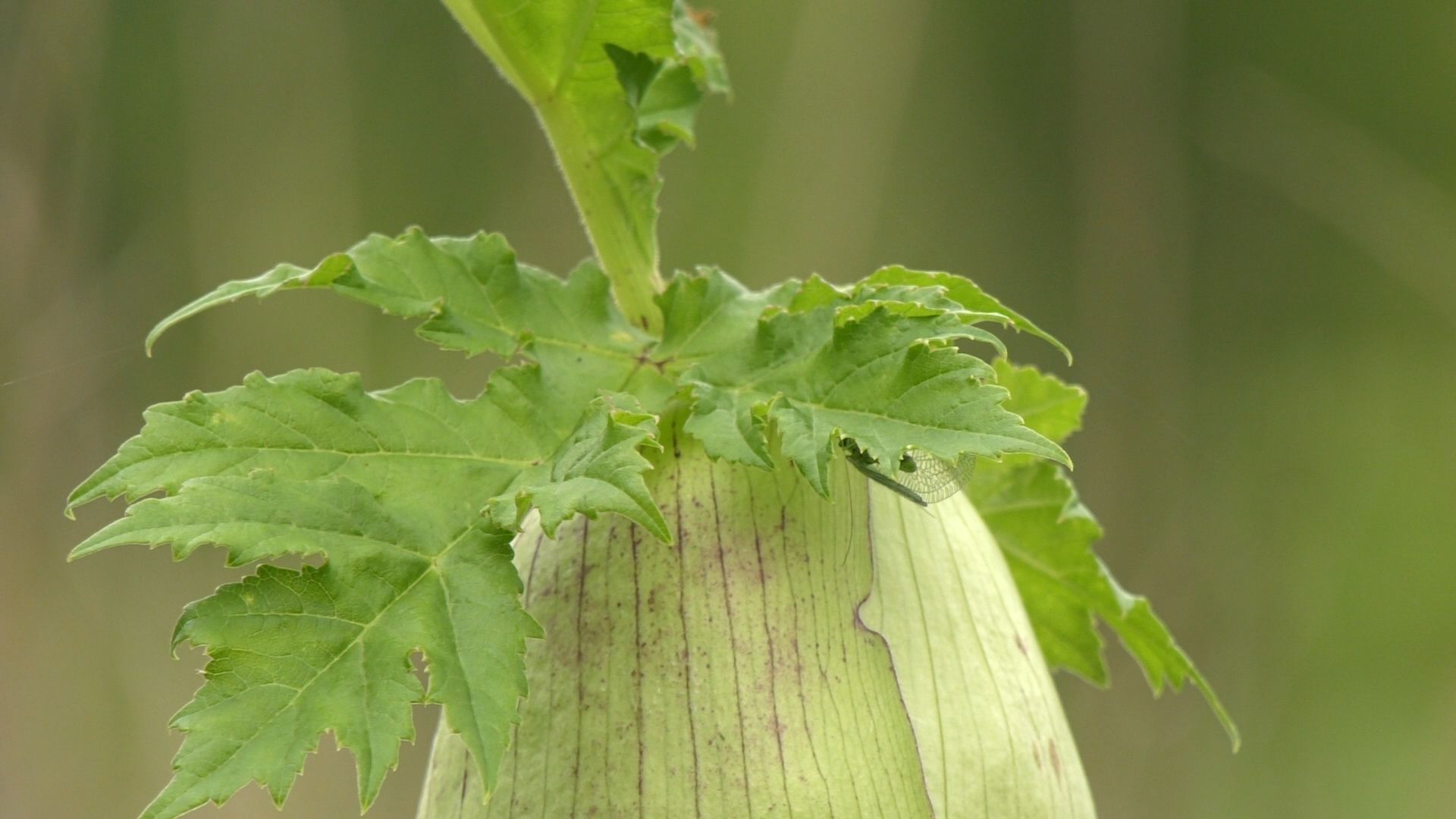 Егорьевск, Подмосковье, Московская область,