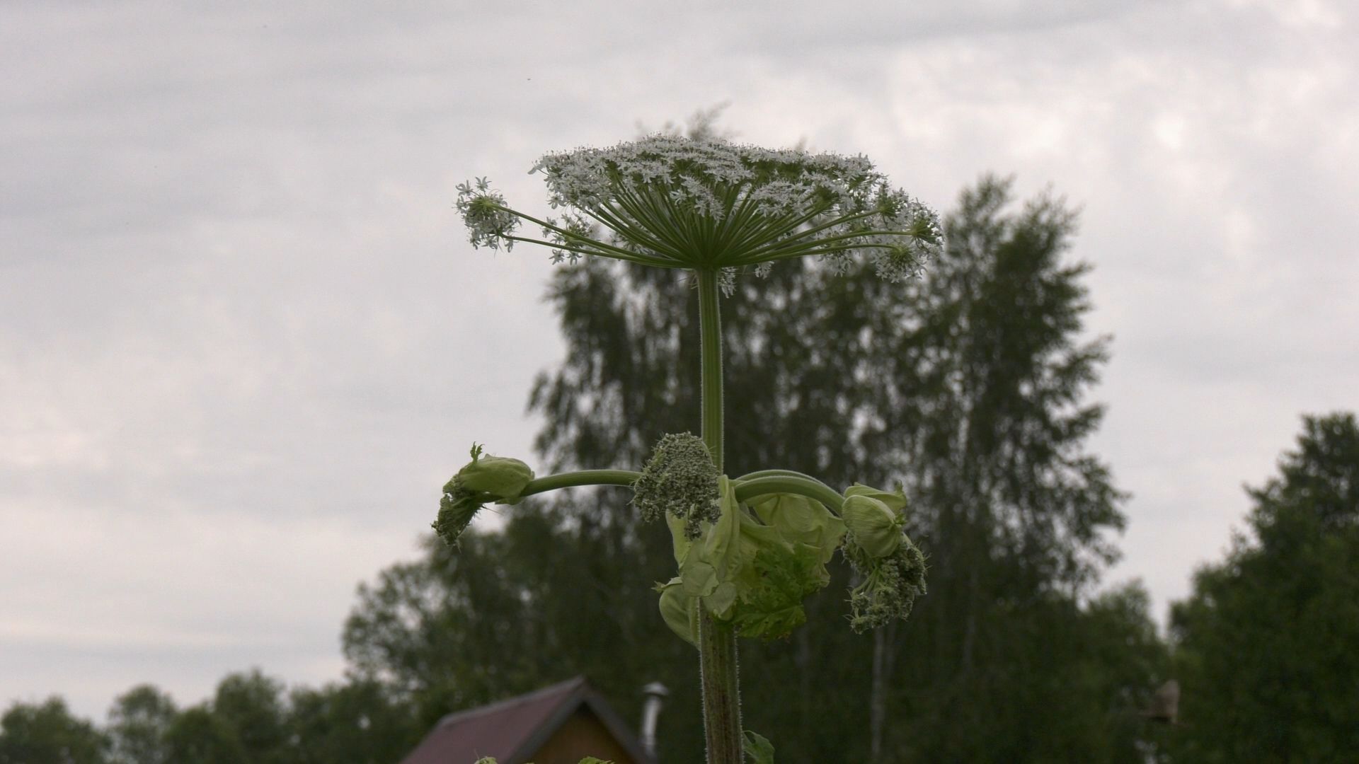 Егорьевск, Подмосковье, Московская область,