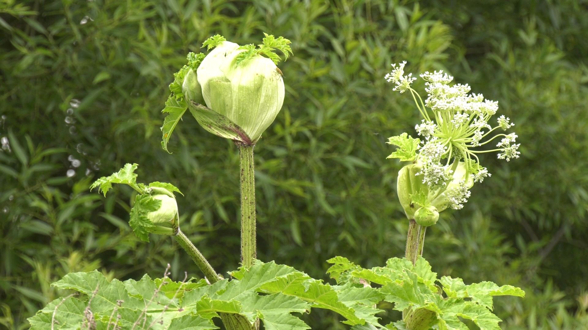 Егорьевск, Подмосковье, Московская область,