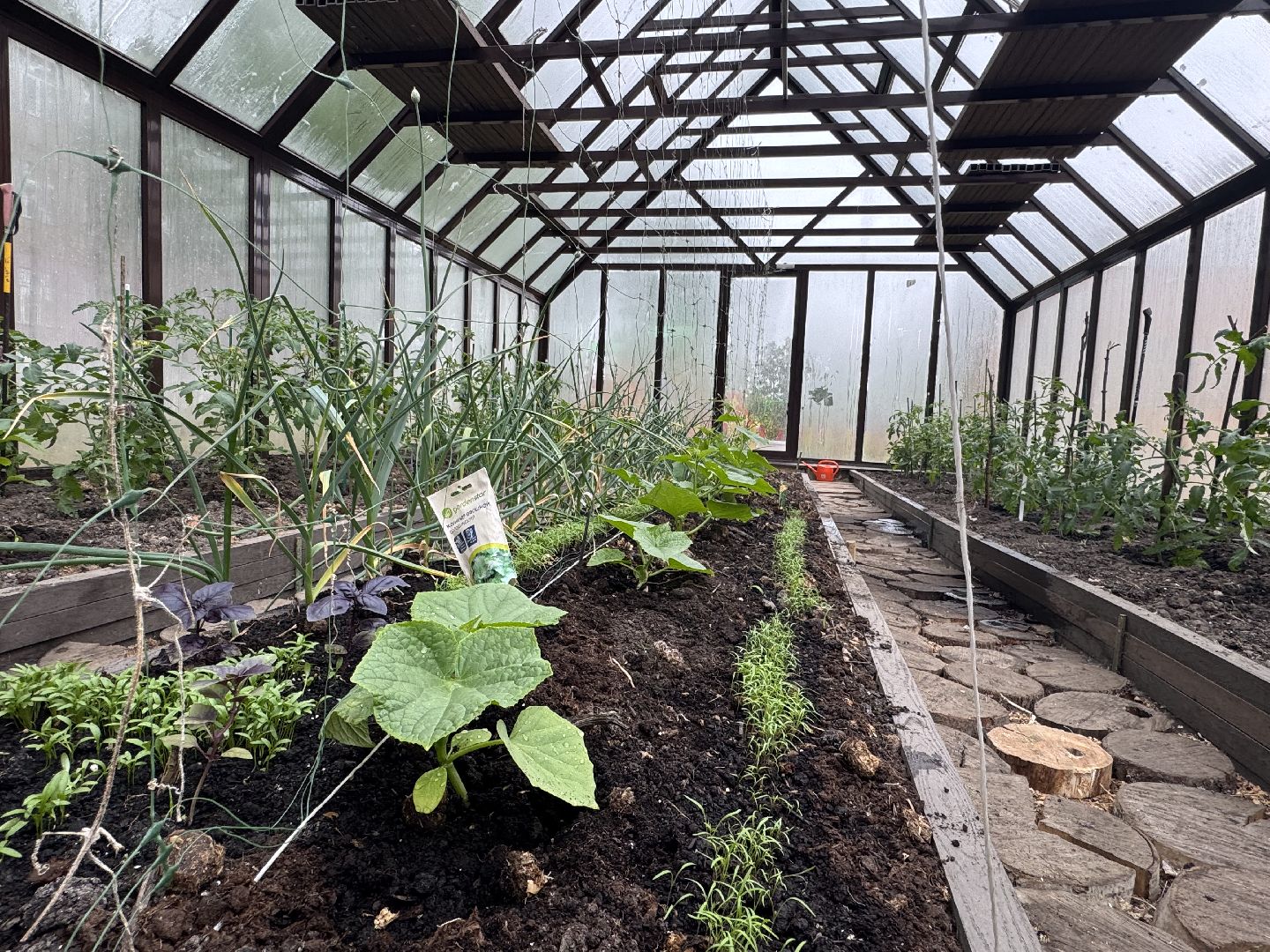 школьная теплица , балашиха, МБОУ Гимназия 1 им. Героя Российской Федерации А.В. Баландина,