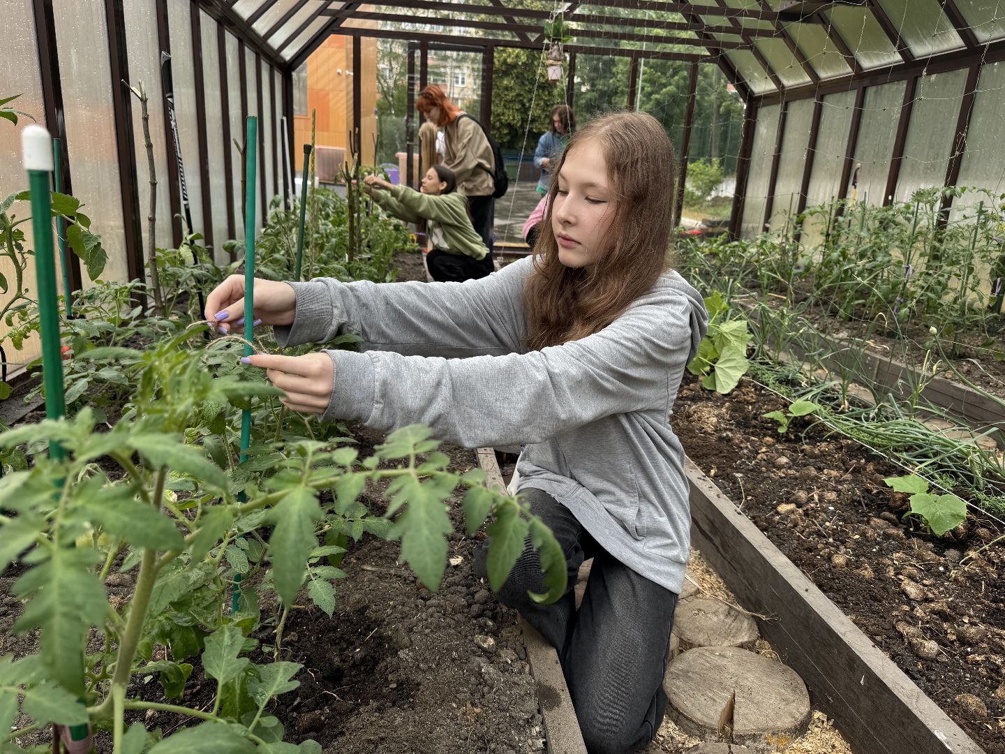 школьная теплица , балашиха, МБОУ Гимназия 1 им. Героя Российской Федерации А.В. Баландина,