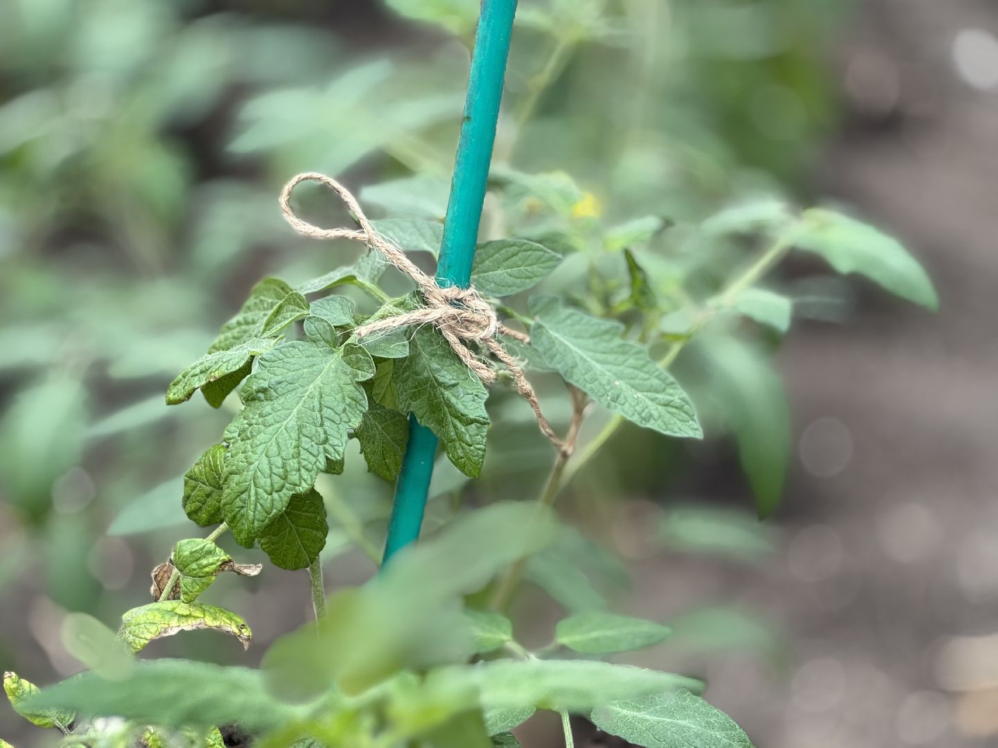 школьная теплица , балашиха, МБОУ Гимназия 1 им. Героя Российской Федерации А.В. Баландина,