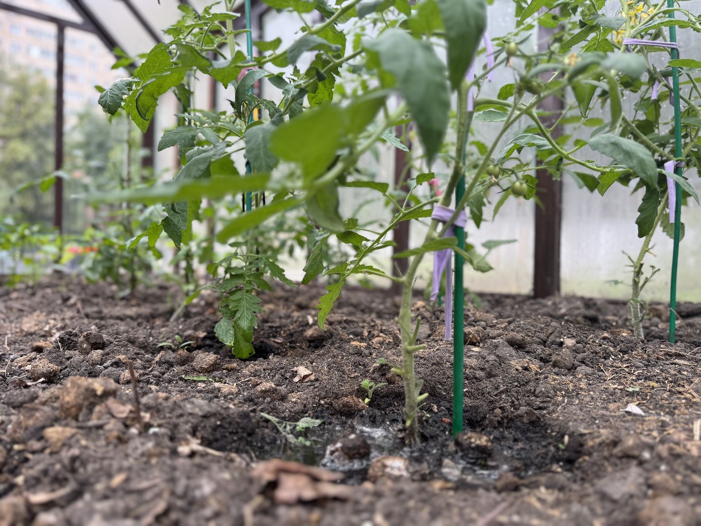 школьная теплица , балашиха, МБОУ Гимназия 1 им. Героя Российской Федерации А.В. Баландина,