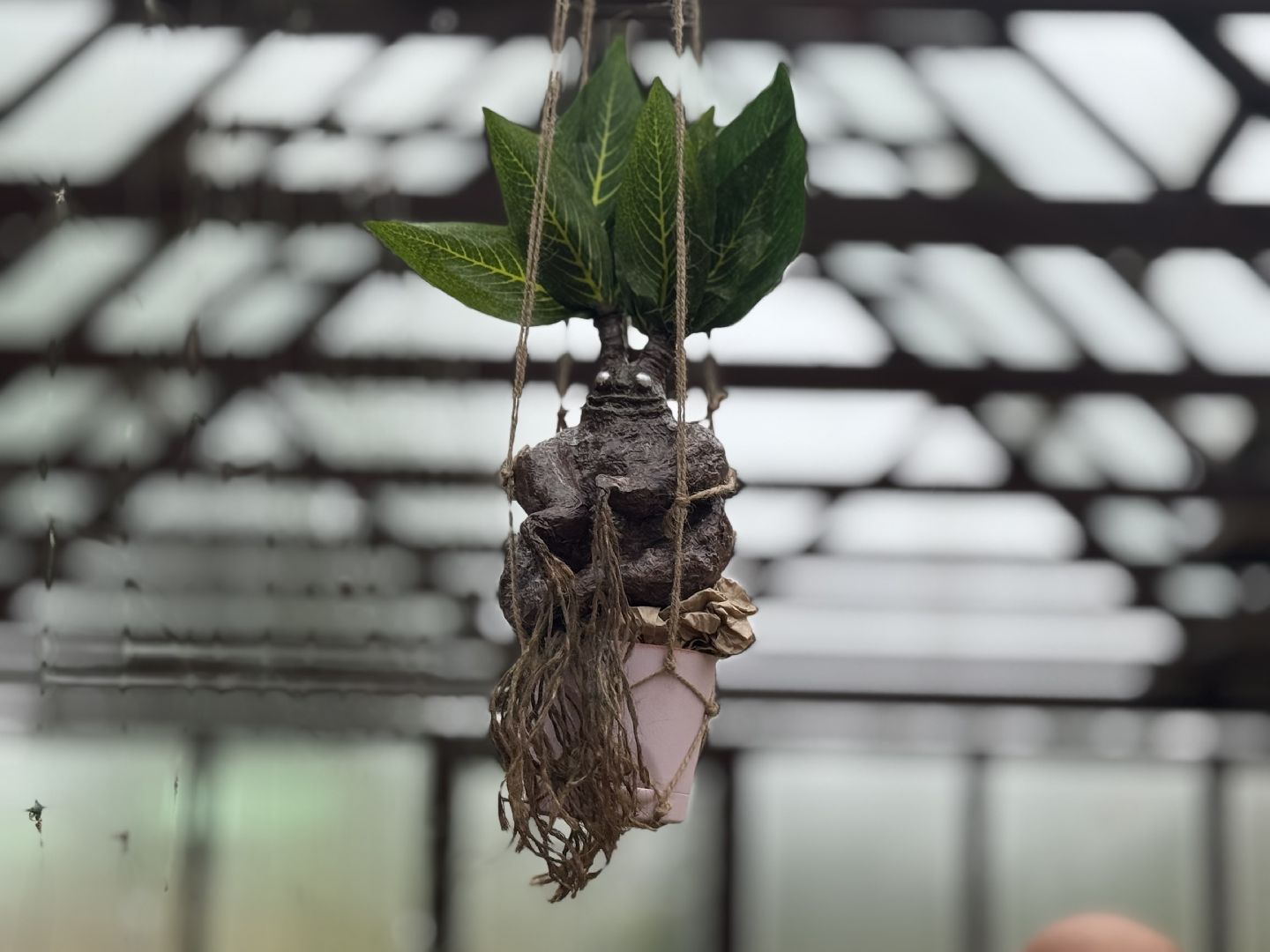 школьная теплица , балашиха, МБОУ Гимназия 1 им. Героя Российской Федерации А.В. Баландина,