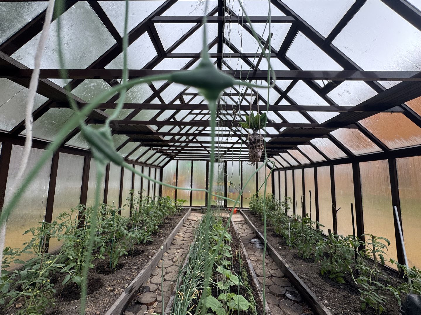 школьная теплица , балашиха, МБОУ Гимназия 1 им. Героя Российской Федерации А.В. Баландина,