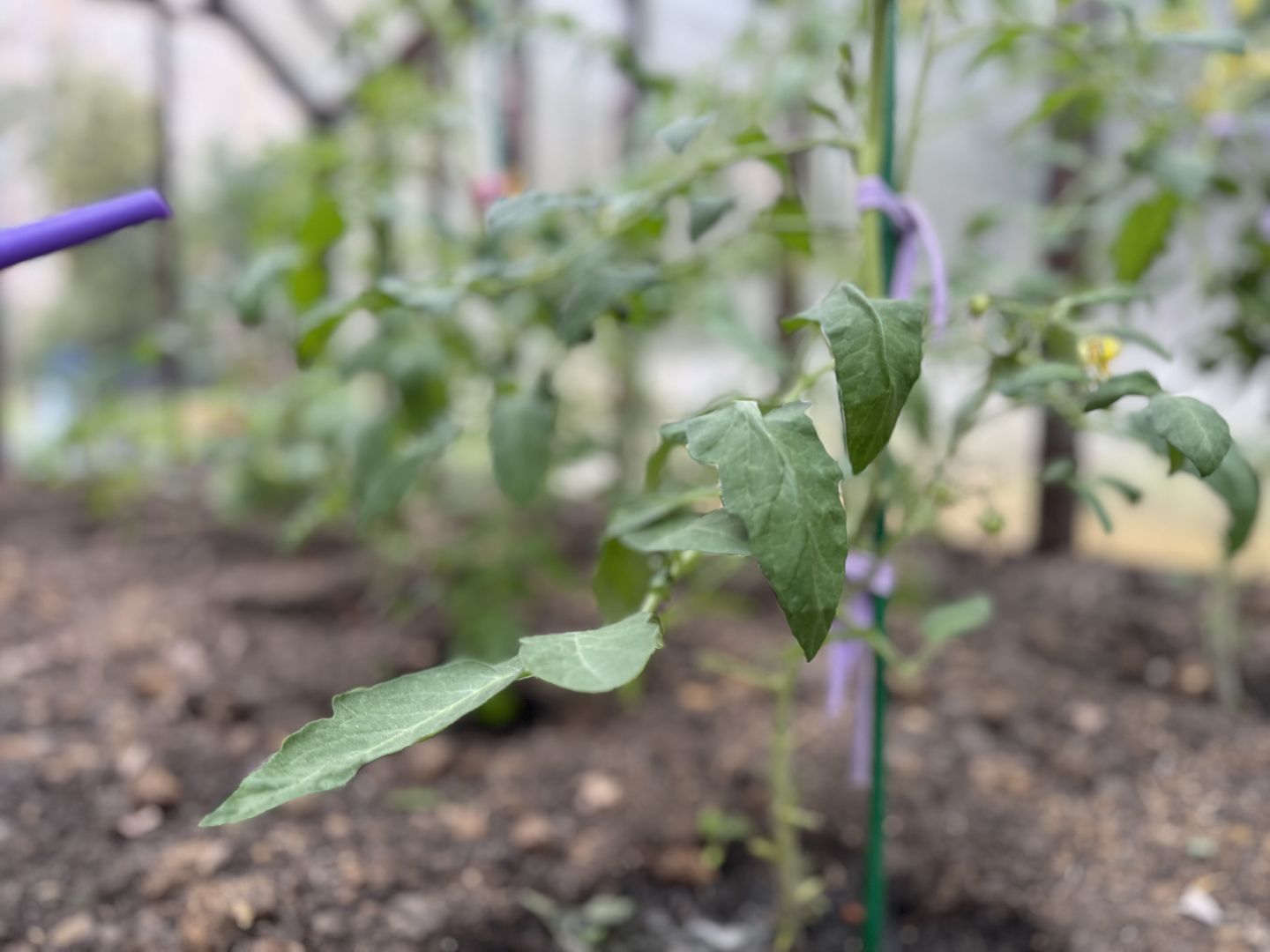 школьная теплица , балашиха, МБОУ Гимназия 1 им. Героя Российской Федерации А.В. Баландина,