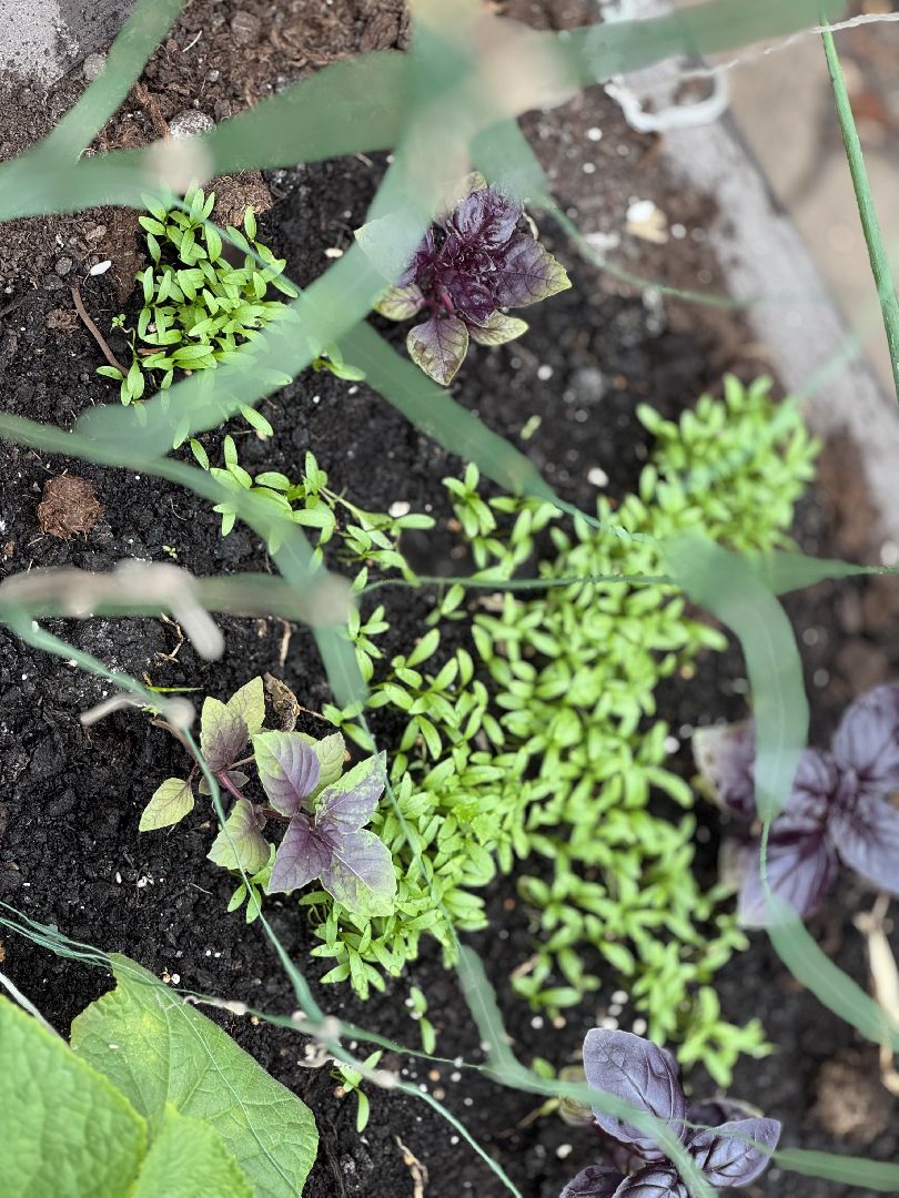 школьная теплица , балашиха, МБОУ Гимназия 1 им. Героя Российской Федерации А.В. Баландина,