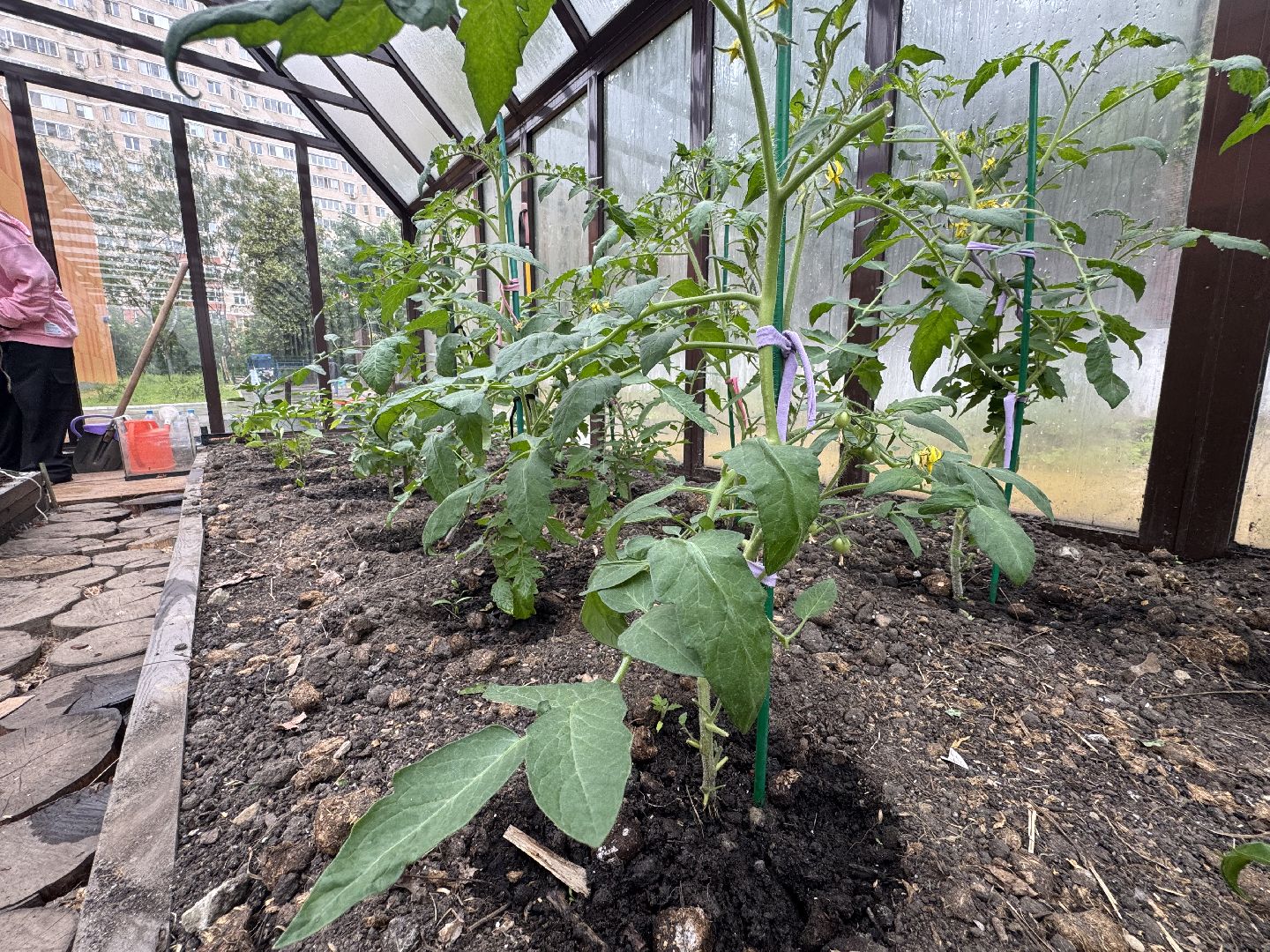 школьная теплица , балашиха, МБОУ Гимназия 1 им. Героя Российской Федерации А.В. Баландина,