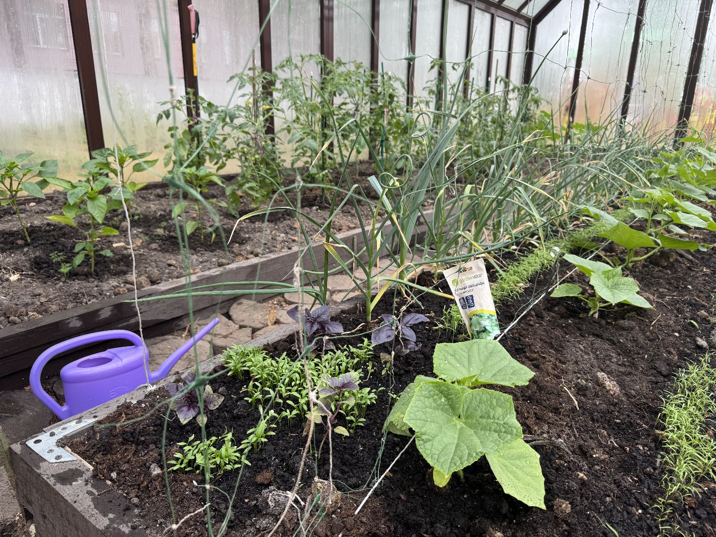 школьная теплица , балашиха, МБОУ Гимназия 1 им. Героя Российской Федерации А.В. Баландина,