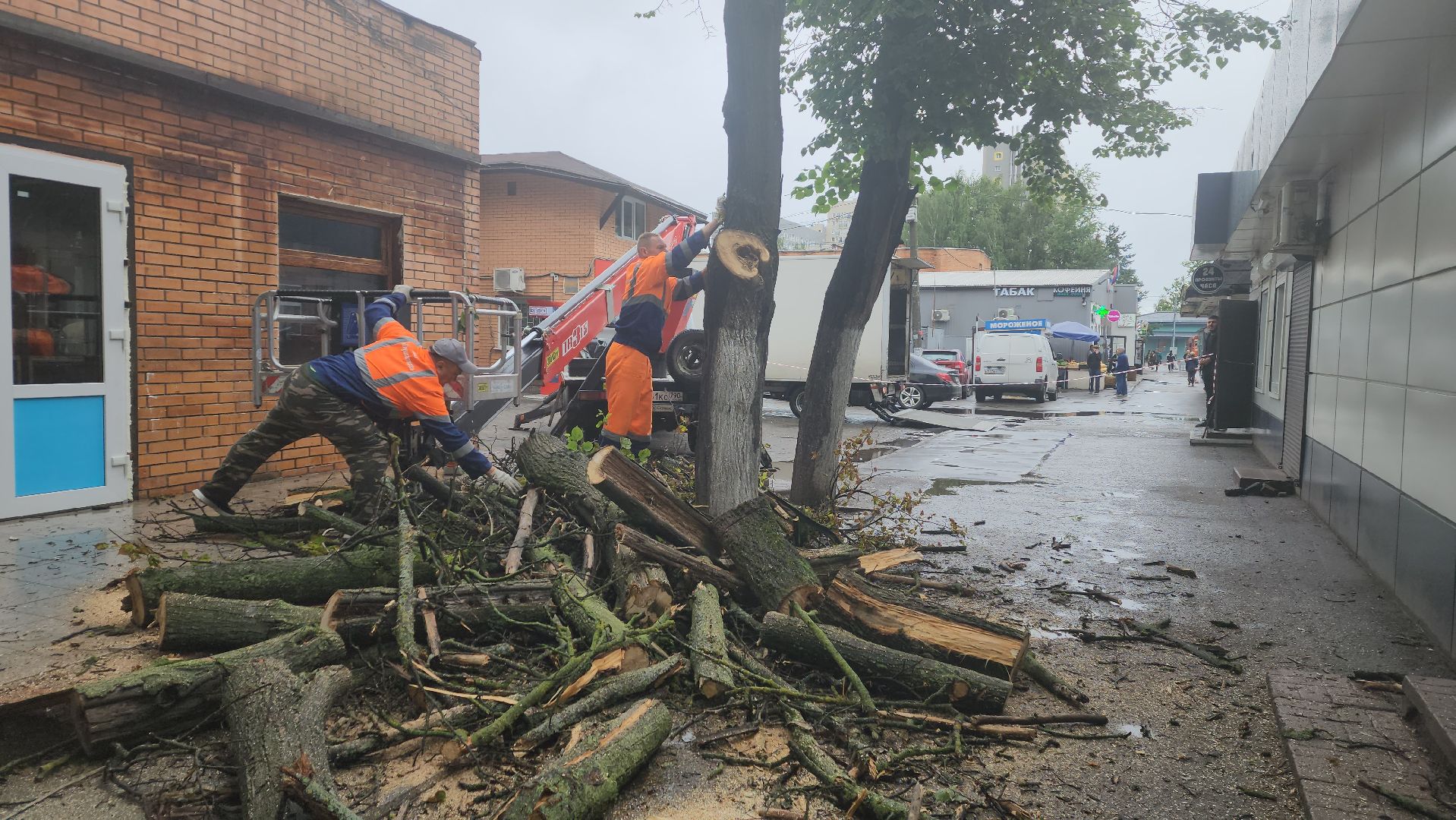 вертикалки, пушкино, удаление сухостоя, удаление аварийных деревьев, удаление деревьев, коммунальная служба,