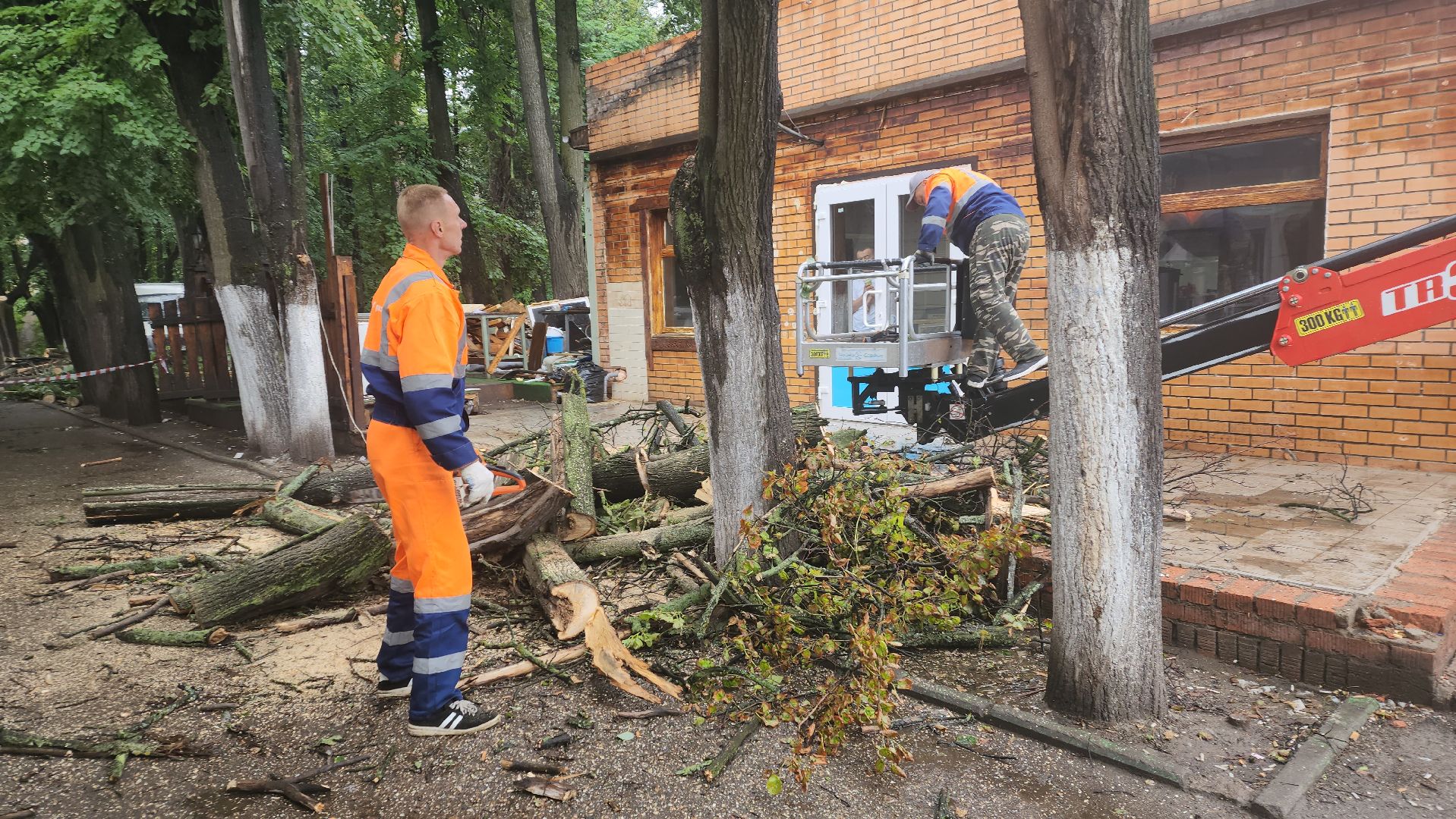 вертикалки, пушкино, удаление сухостоя, удаление аварийных деревьев, удаление деревьев, коммунальная служба,
