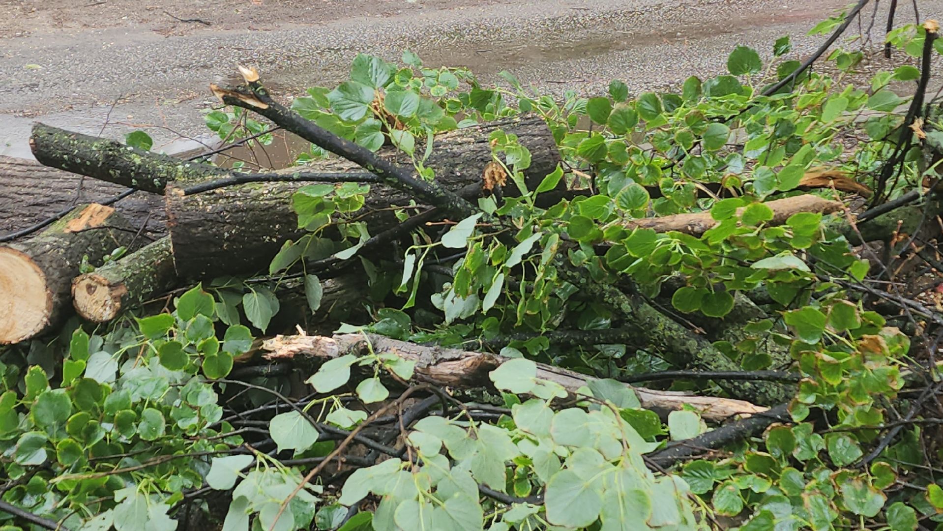 вертикалки, пушкино, удаление сухостоя, удаление аварийных деревьев, удаление деревьев, коммунальная служба,