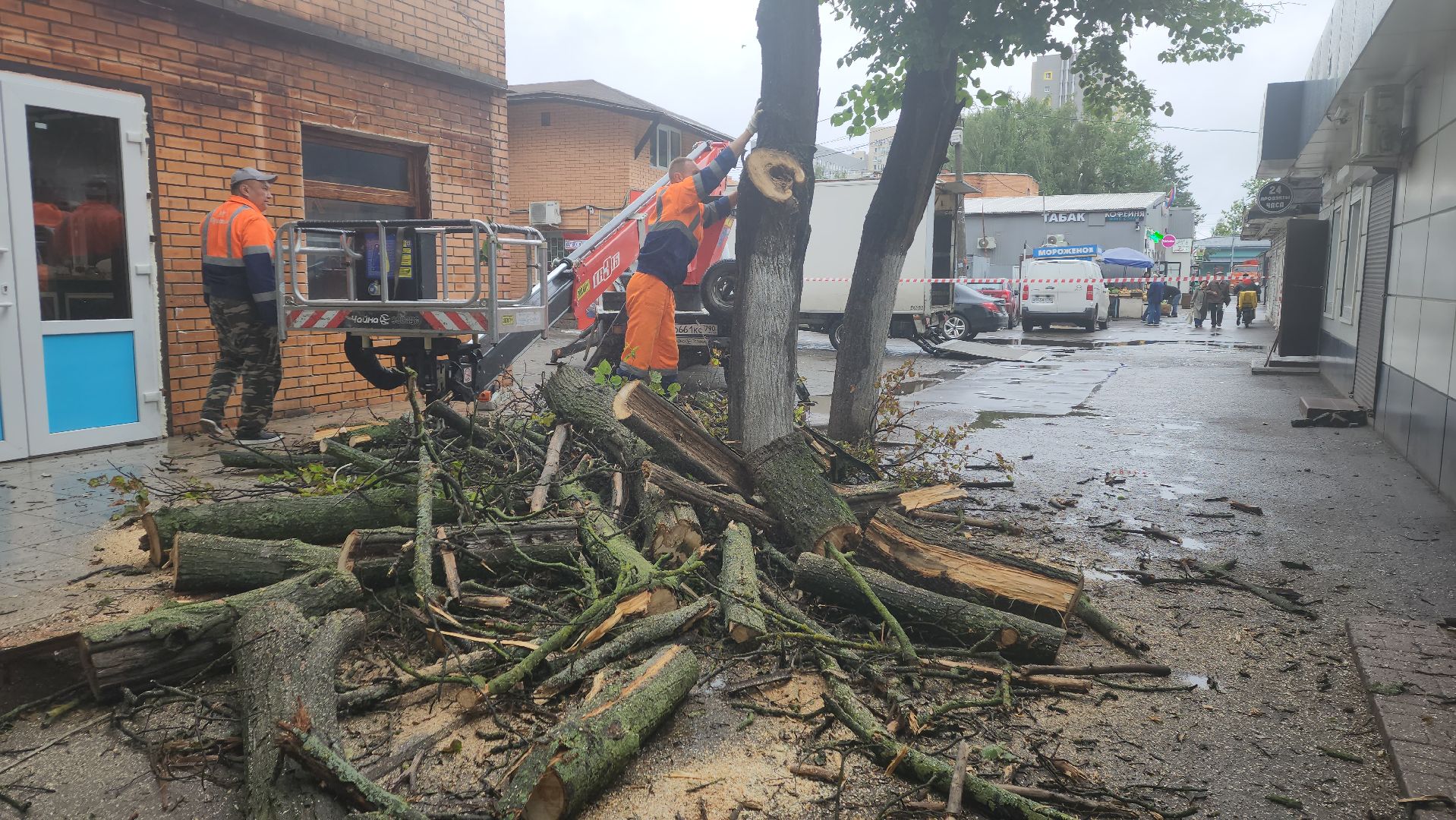 вертикалки, пушкино, удаление сухостоя, удаление аварийных деревьев, удаление деревьев, коммунальная служба,