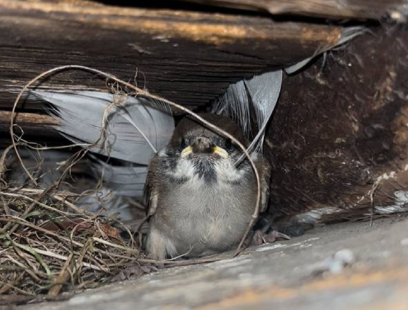 Истра,  Птенец, Воробей,