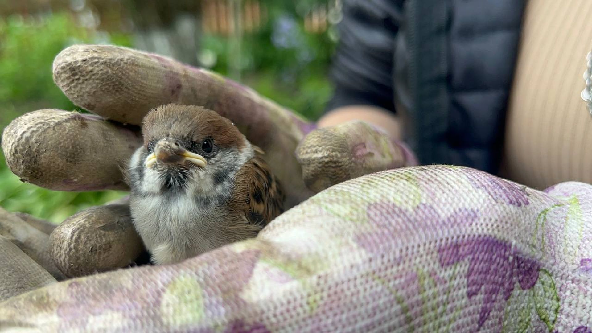 Истра,  Птенец, Воробей,