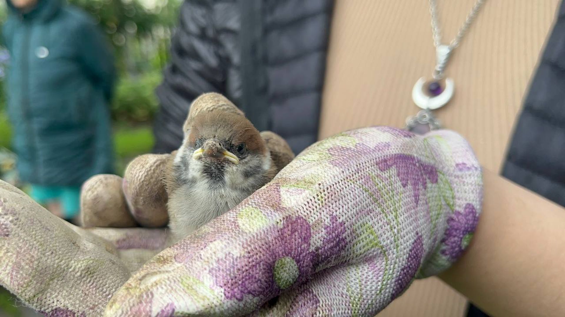 Истра,  Птенец, Воробей,