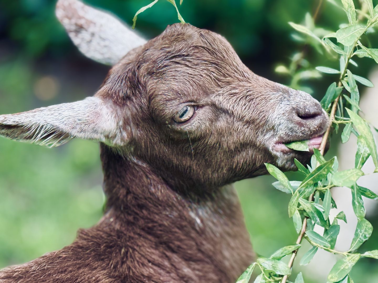 раменское, гжель, туризм, гжельский зоопарк, контактный зоопарк,