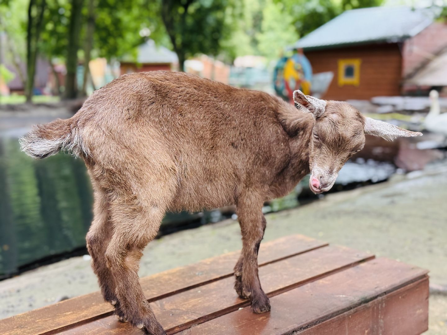 раменское, гжель, туризм, гжельский зоопарк, контактный зоопарк,