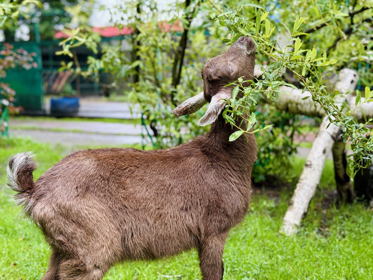 раменское, гжель, туризм, гжельский зоопарк, контактный зоопарк,