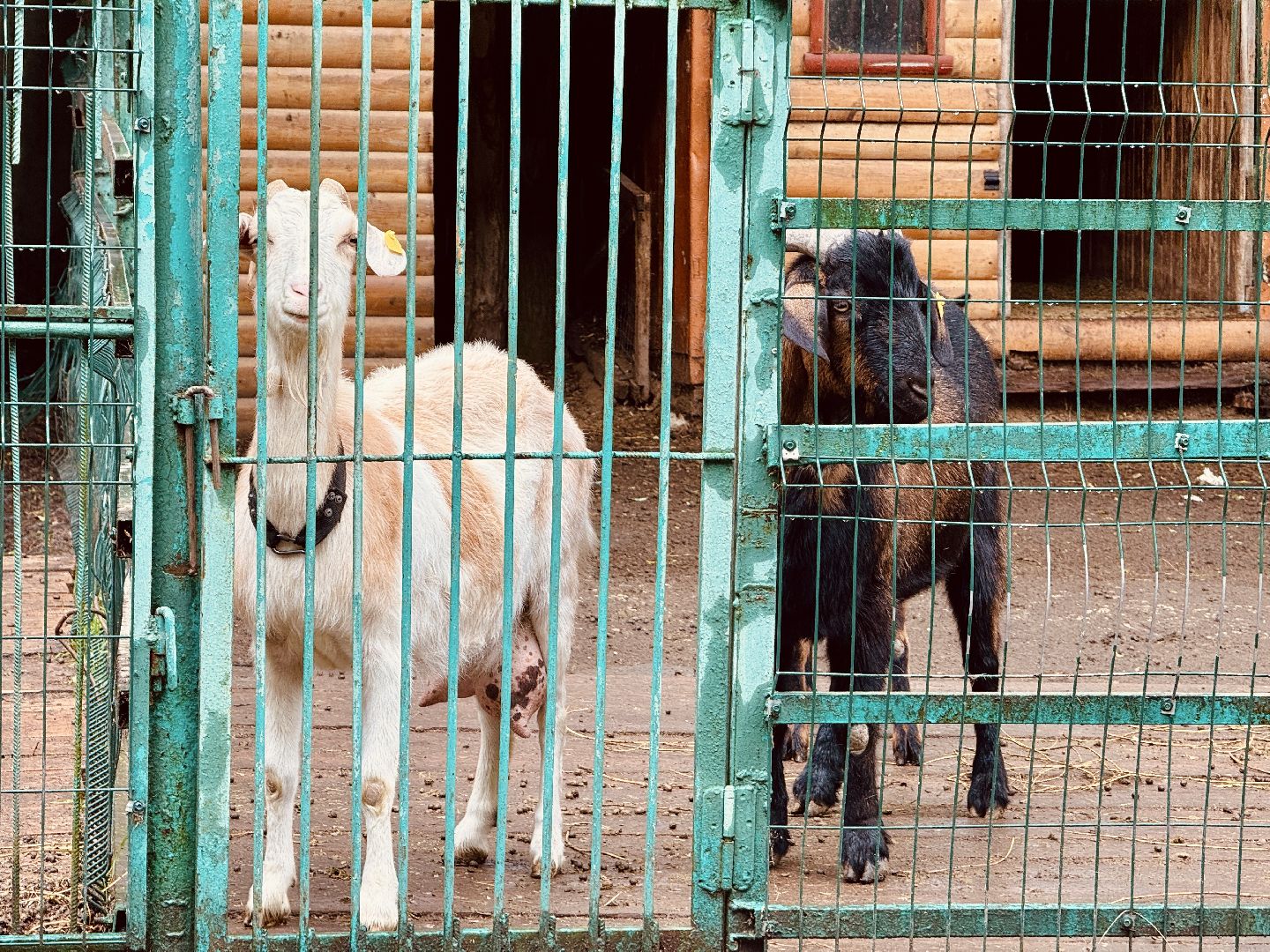 раменское, гжель, туризм, гжельский зоопарк, контактный зоопарк,