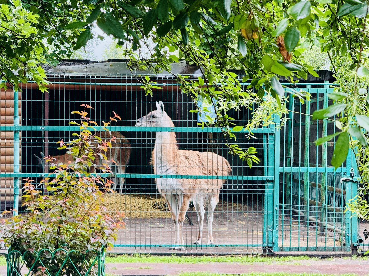 раменское, гжель, туризм, гжельский зоопарк, контактный зоопарк,