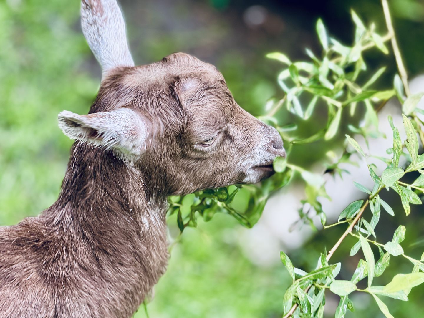 раменское, гжель, туризм, гжельский зоопарк, контактный зоопарк,