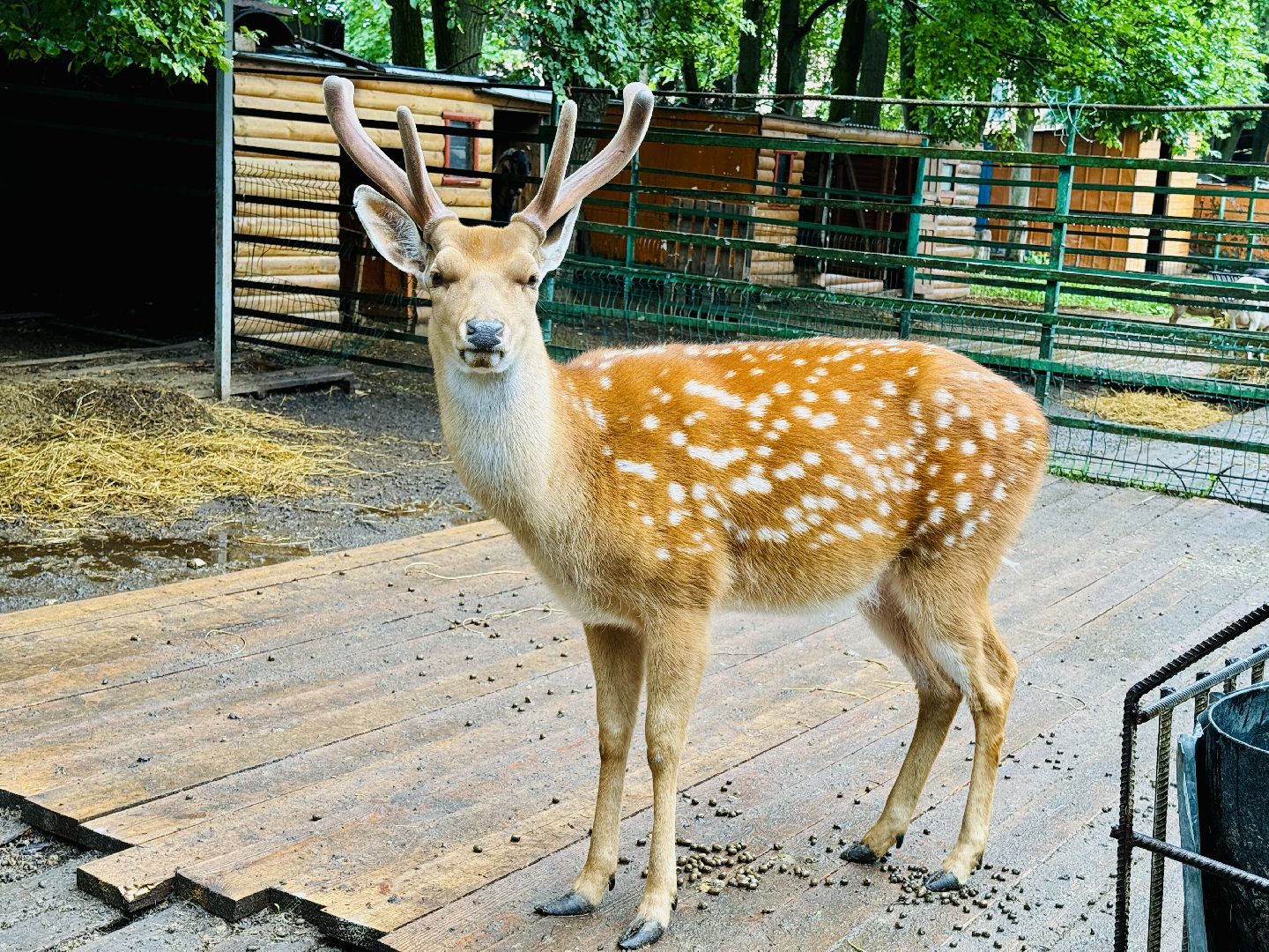 раменское, гжель, туризм, гжельский зоопарк, контактный зоопарк,