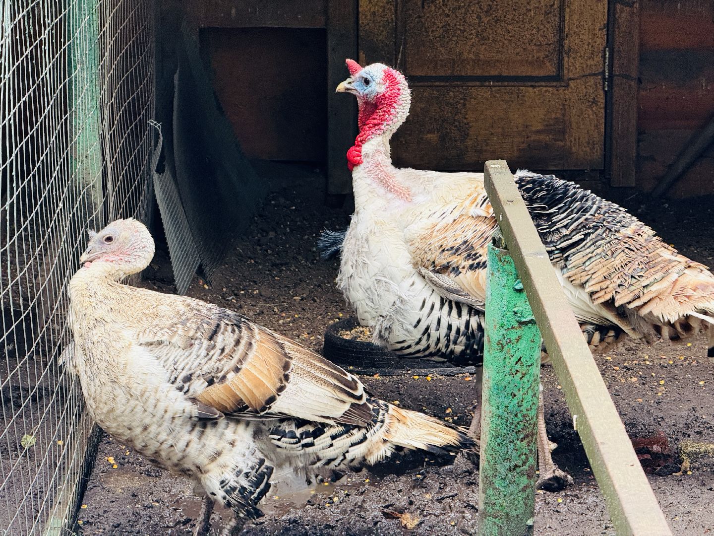 раменское, гжель, туризм, гжельский зоопарк, контактный зоопарк,