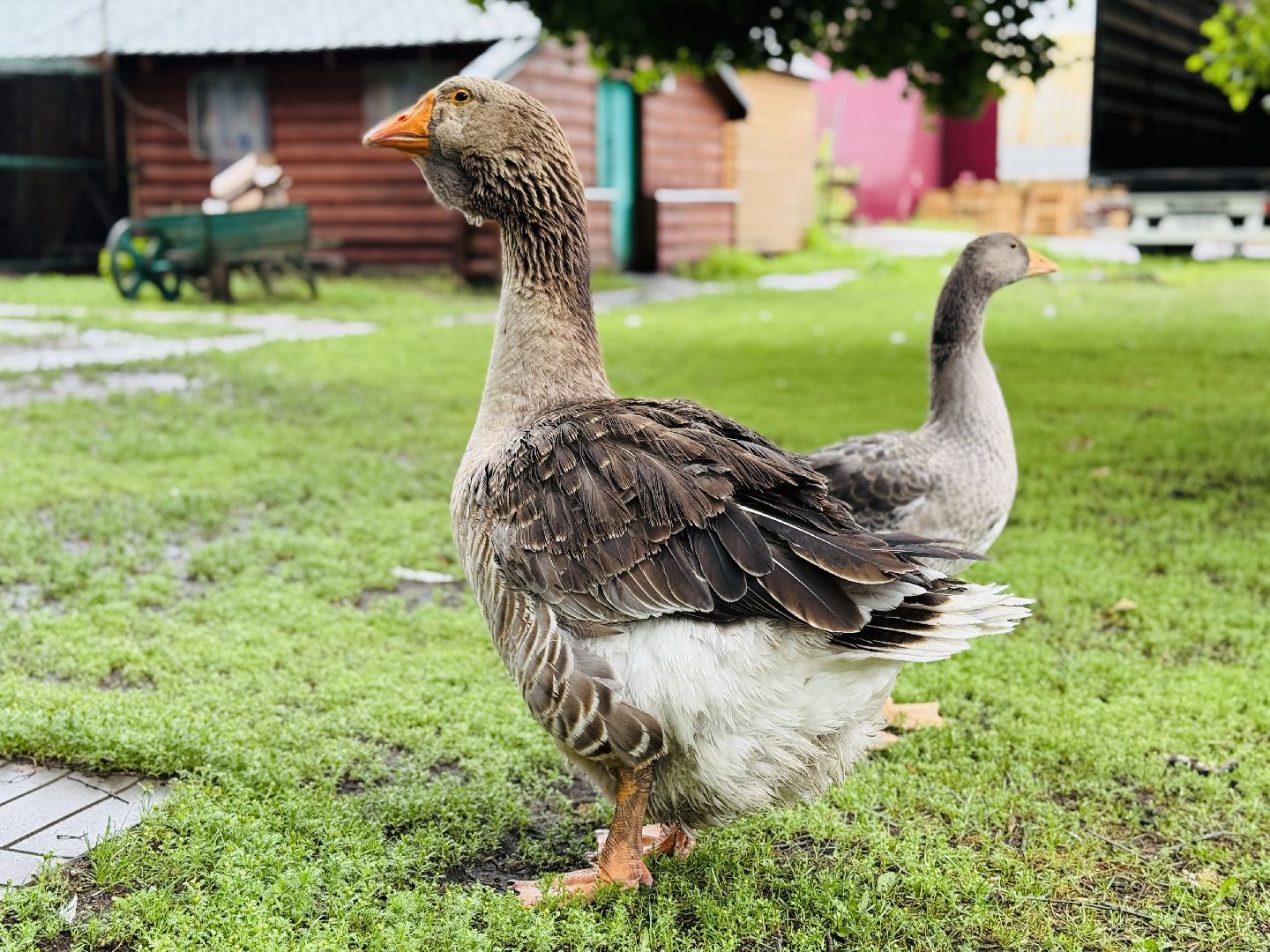 раменское, гжель, туризм, гжельский зоопарк, контактный зоопарк,