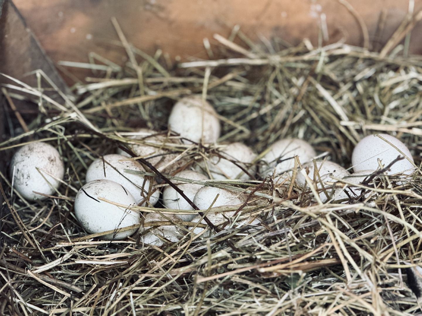 раменское, гжель, туризм, гжельский зоопарк, контактный зоопарк,