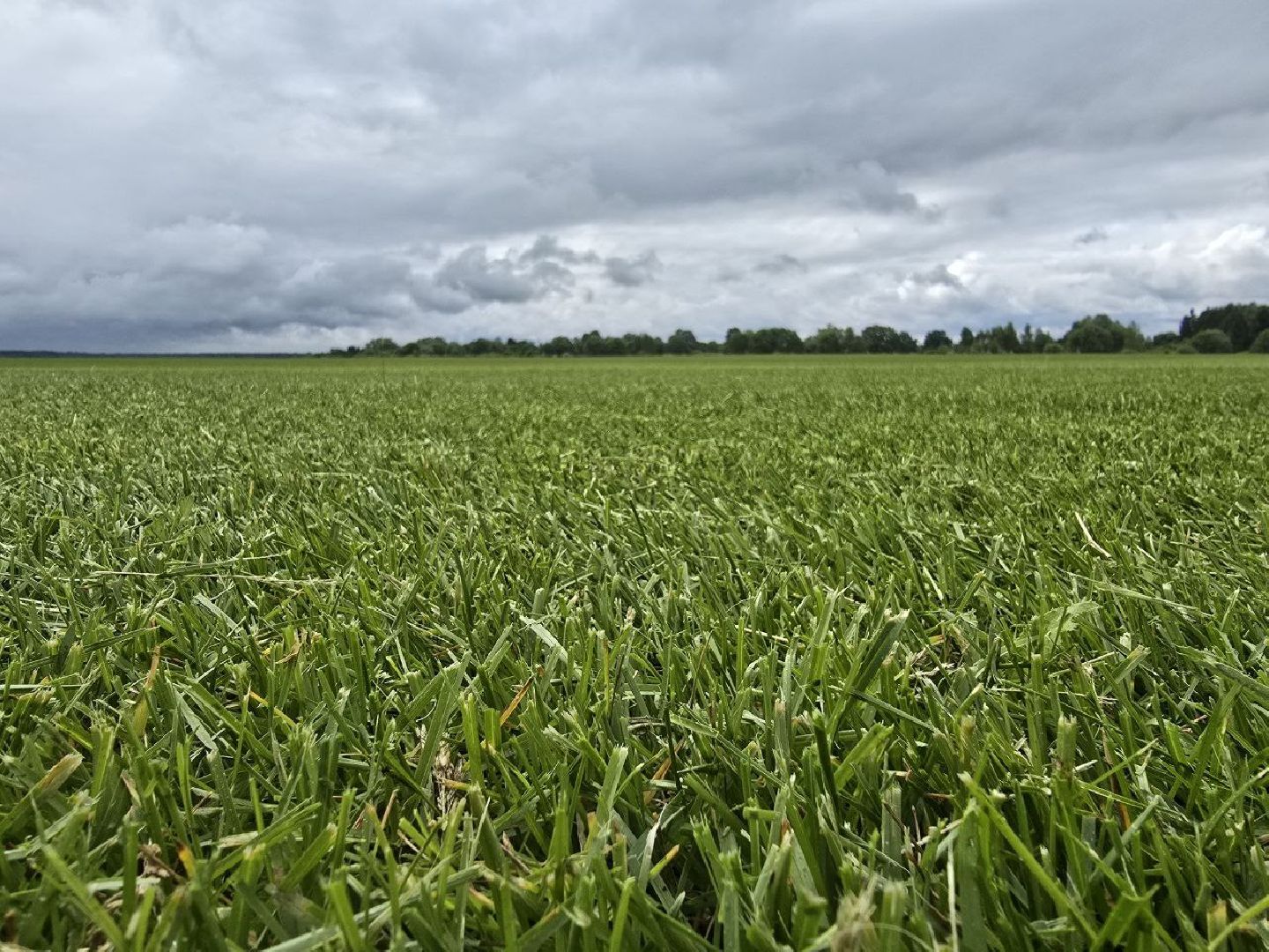 можайск, можайский муниципальный округ, подмосковье, сельхозпредприятие,   сельское хозяйство, аграрии, агропредприятие,