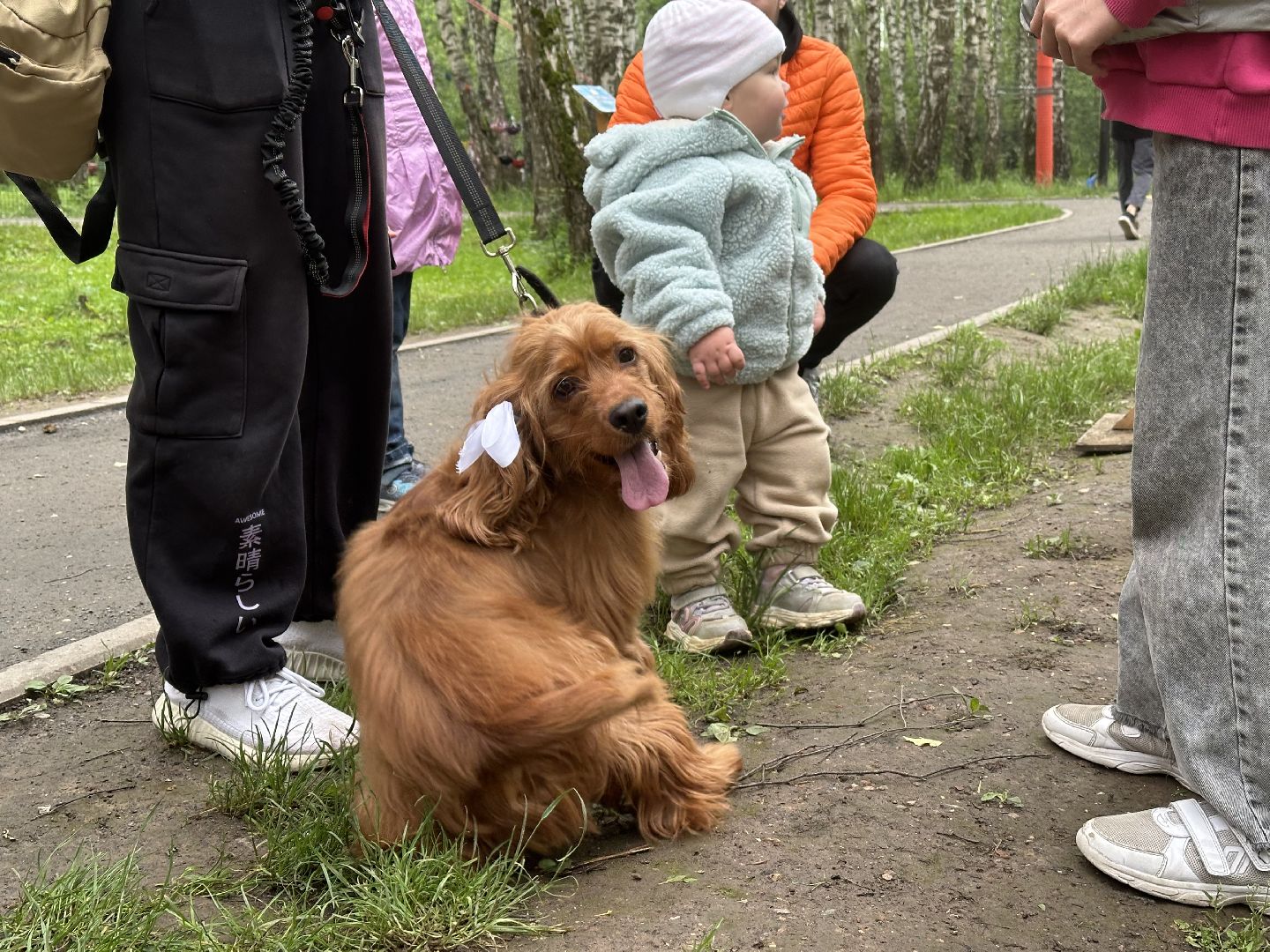 пять верст, домашние животные, домодедово, парки,