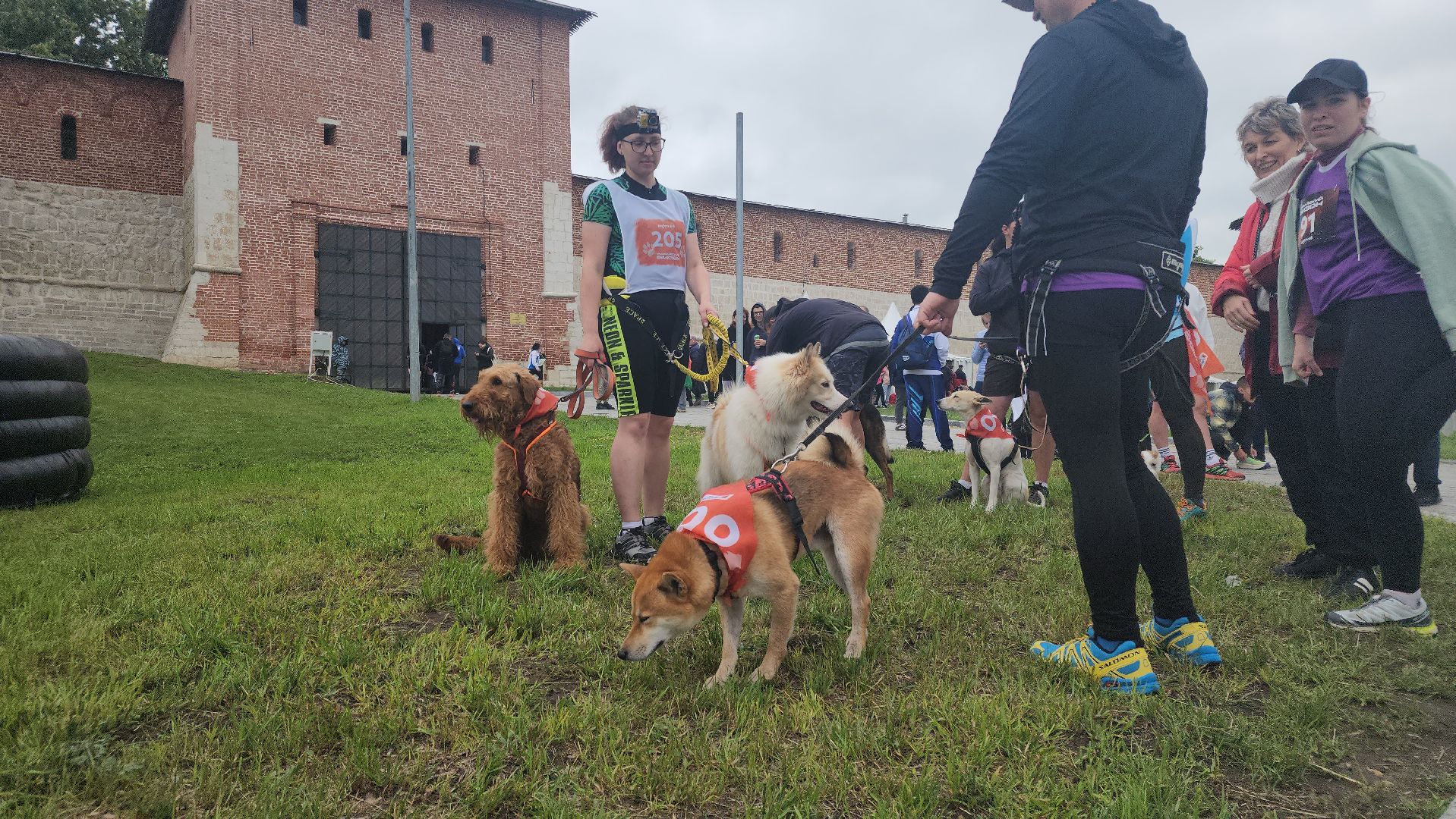 Зарайск, Зарайский Бизон, Экстремальный исторический забег, Забег с собаками, След в след,