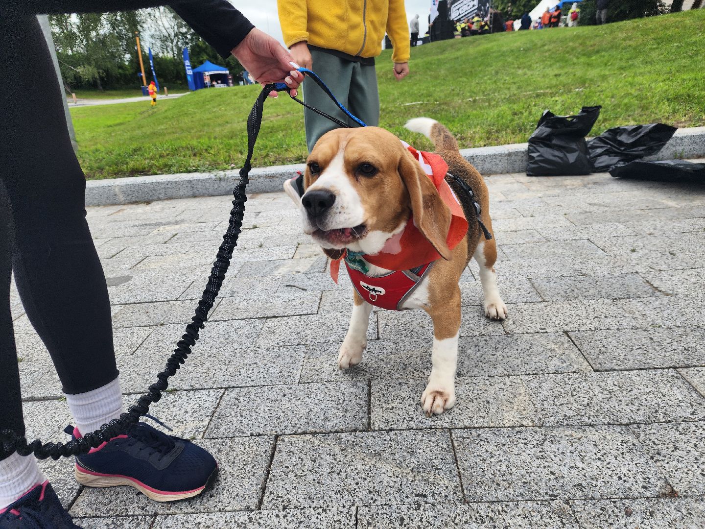 Зарайск, Зарайский Бизон, Экстремальный исторический забег, Забег с собаками, След в след,