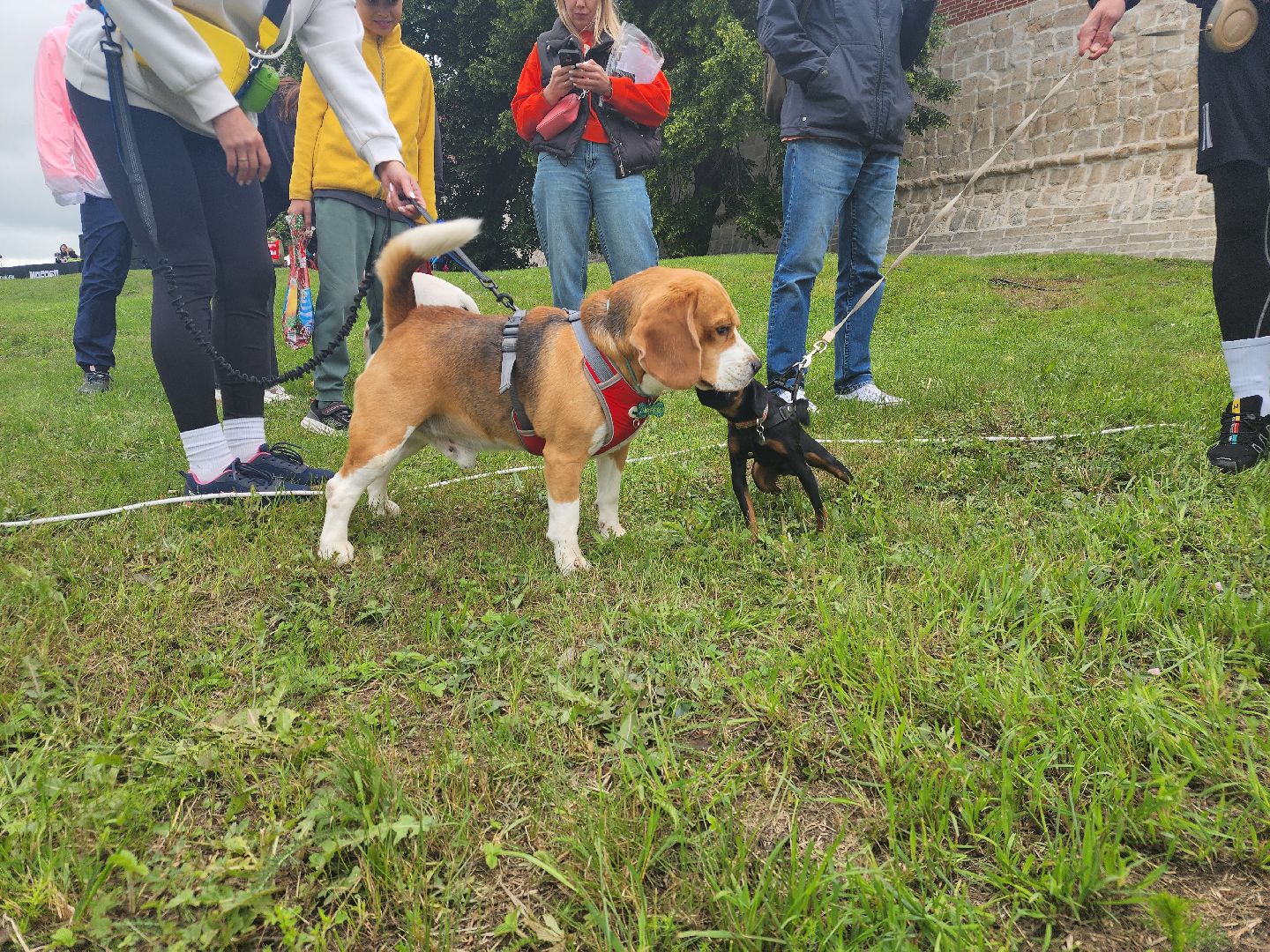 Зарайск, Зарайский Бизон, Экстремальный исторический забег, Забег с собаками, След в след,