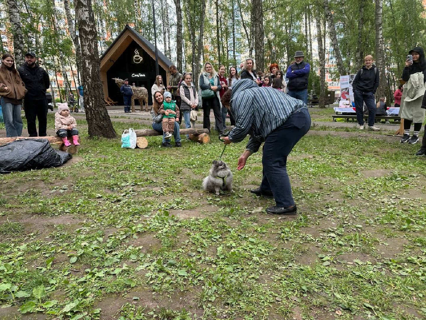 парки, домодедово, домашние животные,