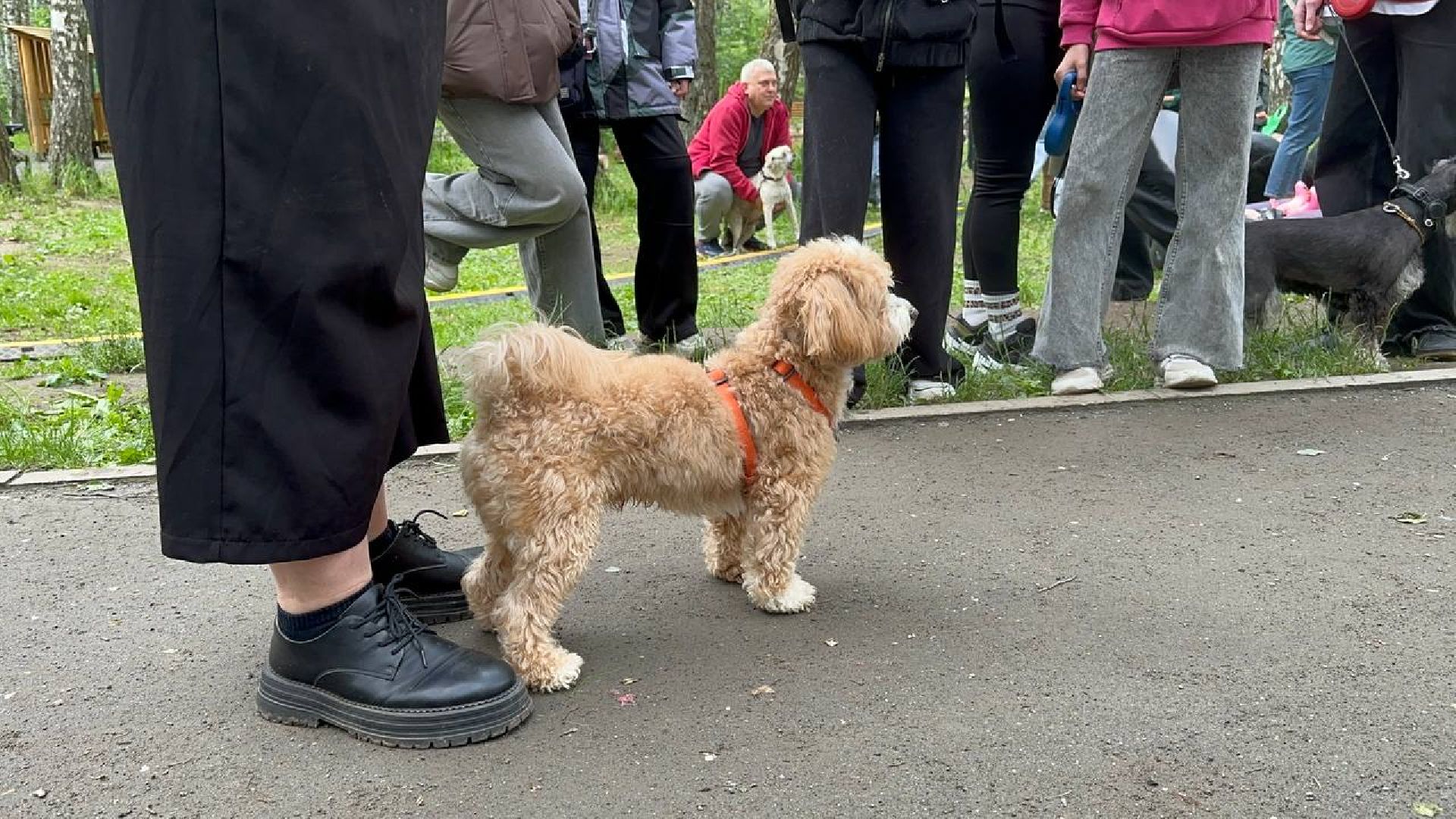 парки, домодедово, домашние животные,