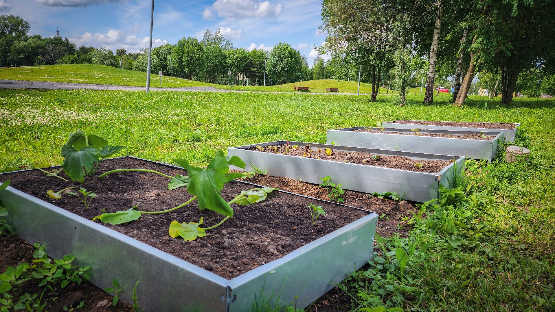 бронницы, парк бронницкий луг , цветы в парке, огород в парке бронницкий луг ,