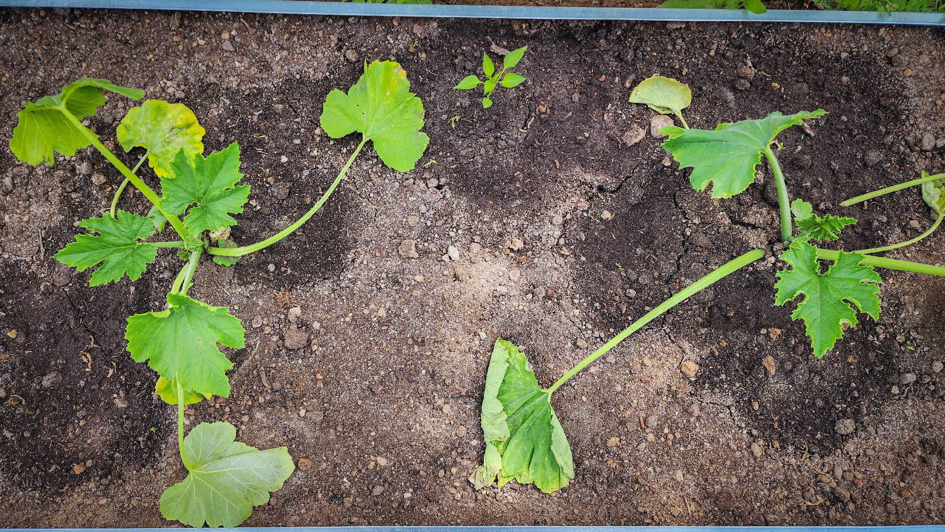 бронницы, парк бронницкий луг , цветы в парке, огород в парке бронницкий луг ,