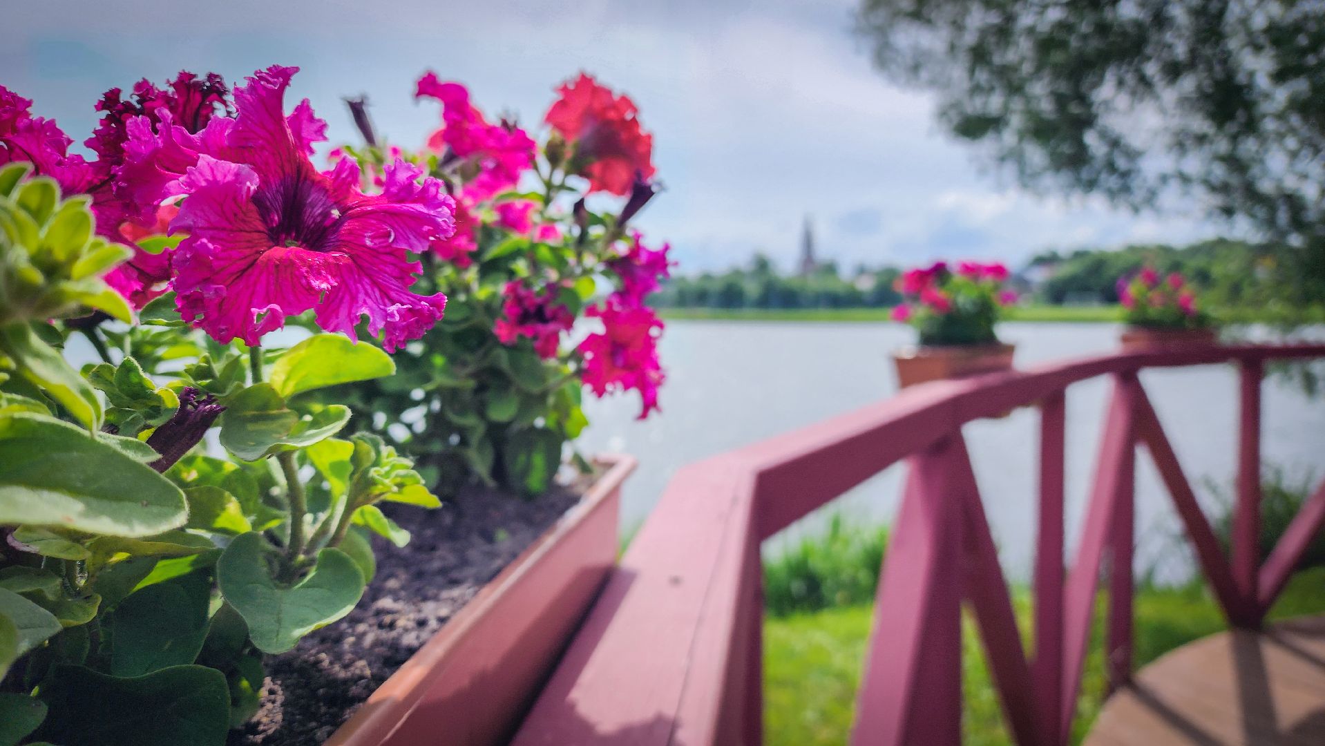 бронницы, парк бронницкий луг , цветы в парке, огород в парке бронницкий луг ,