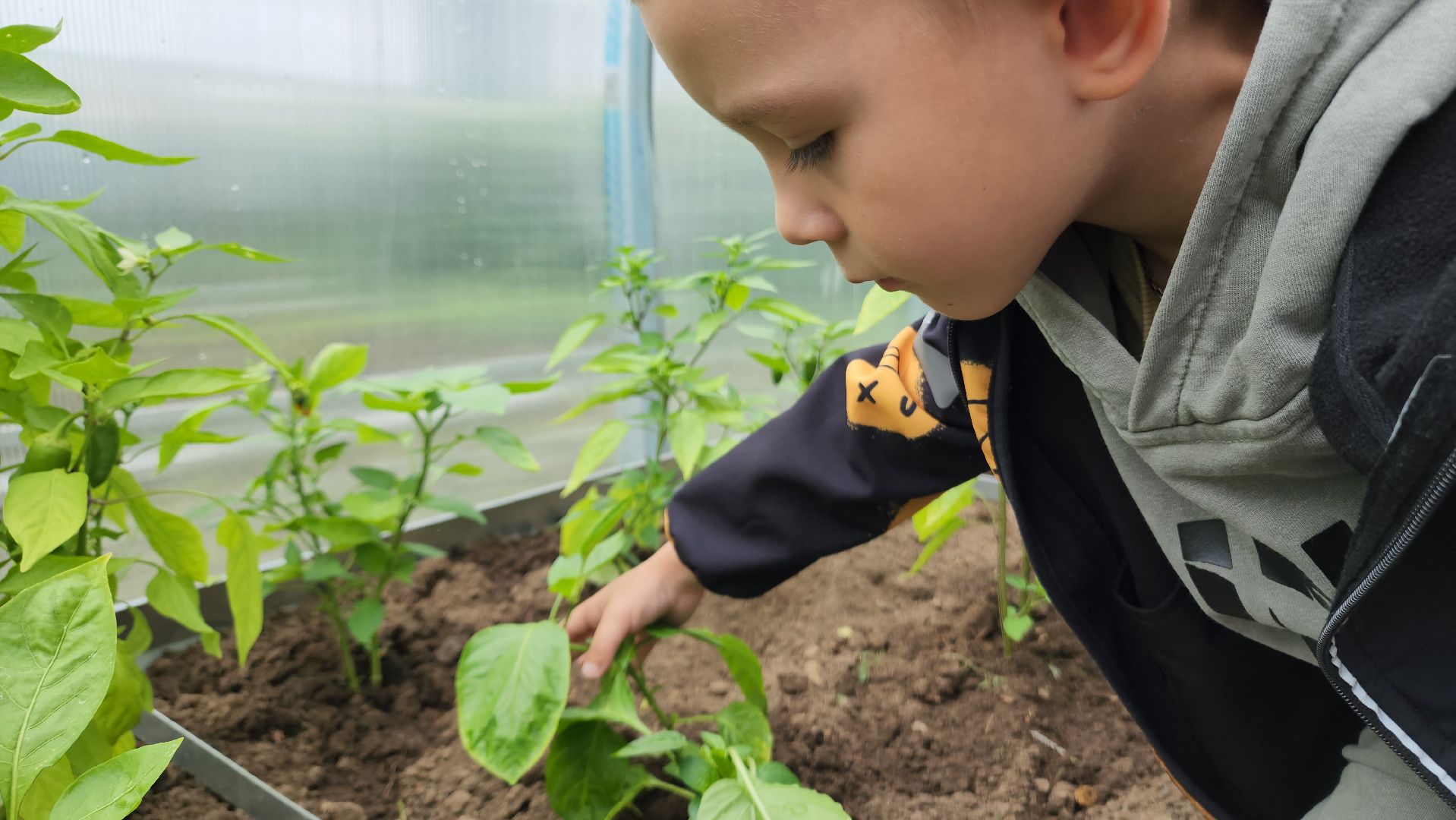 ступино, образование, профориентация, агроклассы,