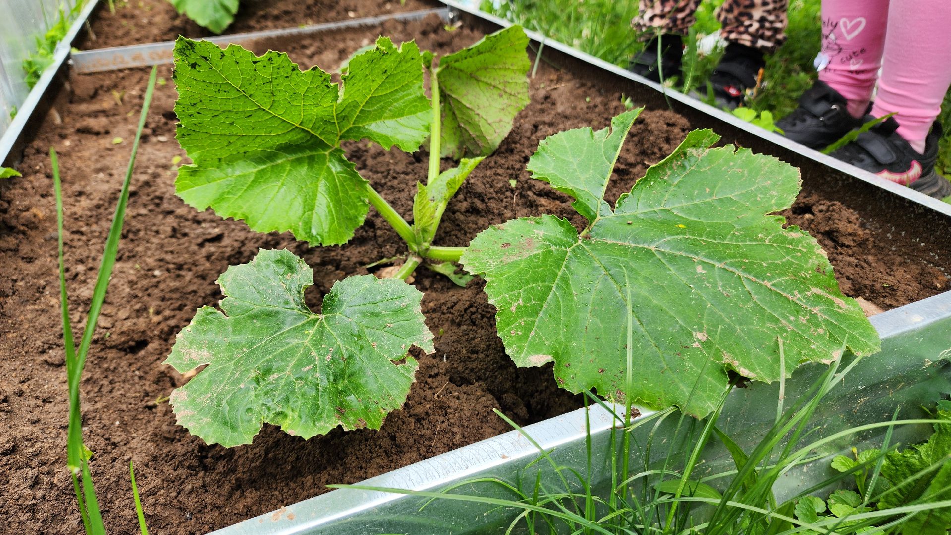 ступино, образование, профориентация, агроклассы,